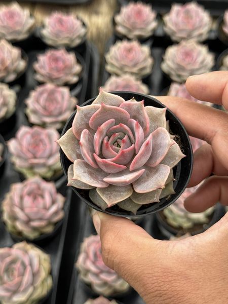 Echeveria Angel kiss 3.5"