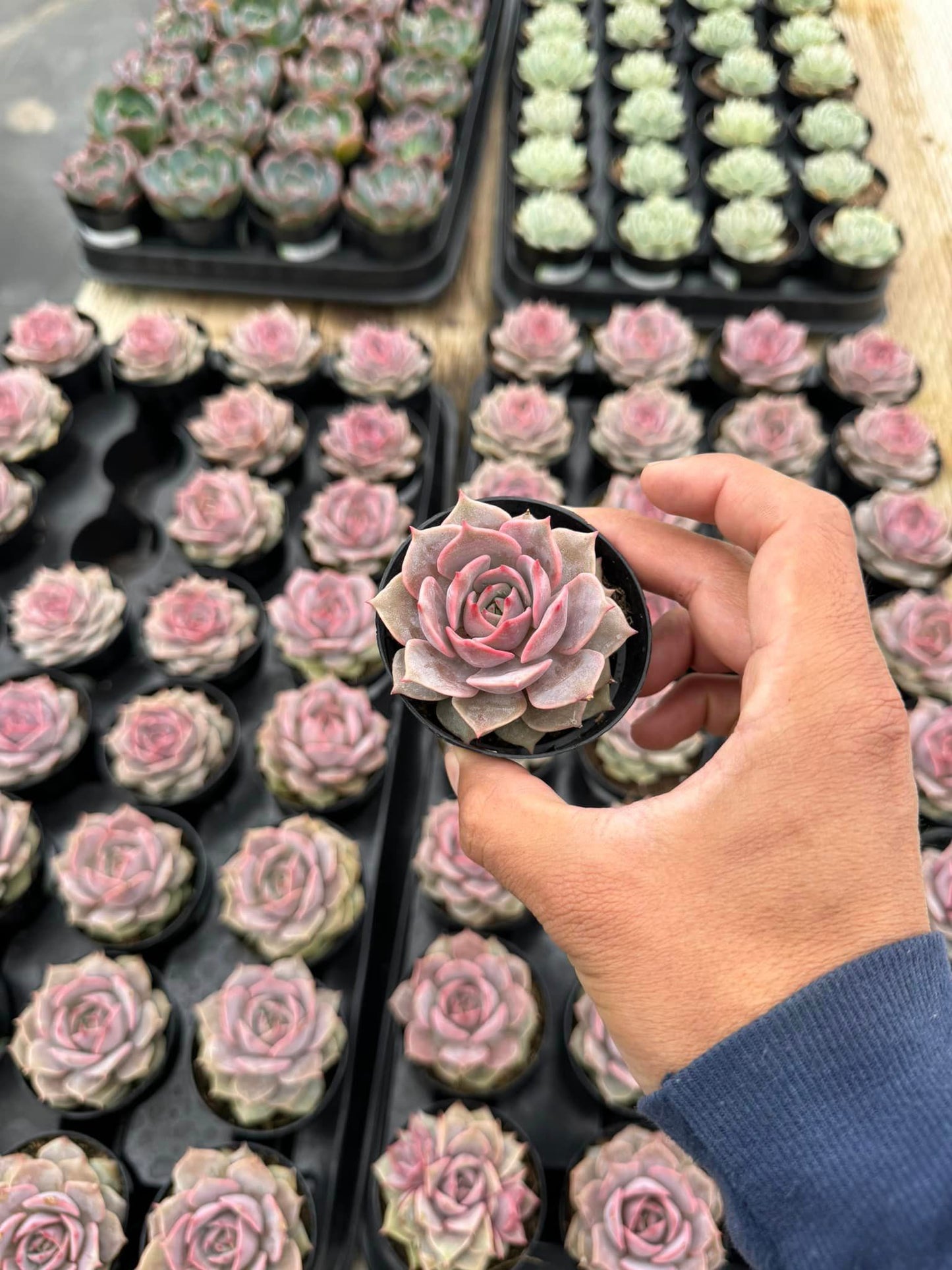 Echeveria Angel kiss 3.5"