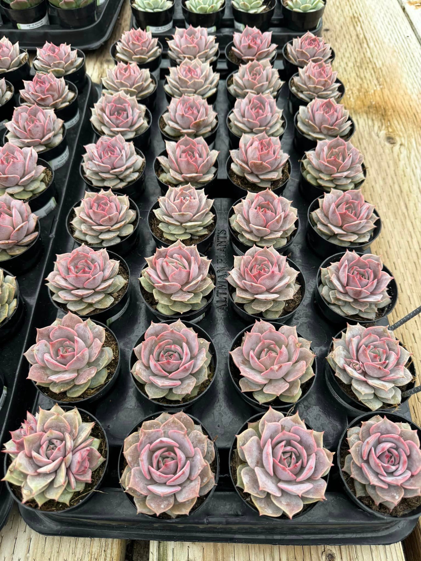 Echeveria Angel kiss 3.5"