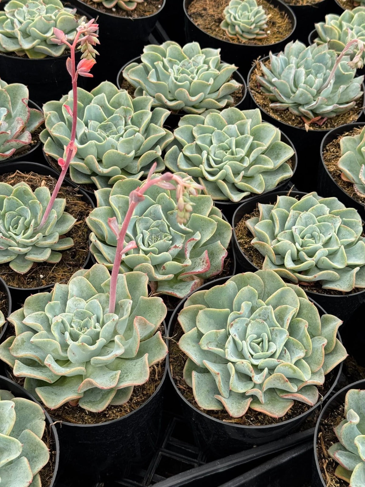 Echeveria blue galaxy