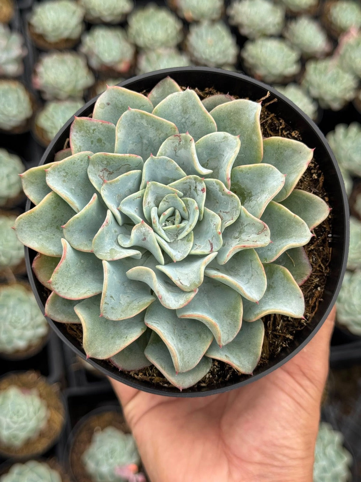 Echeveria blue galaxy