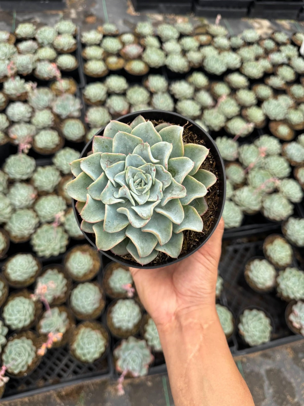 Echeveria blue galaxy