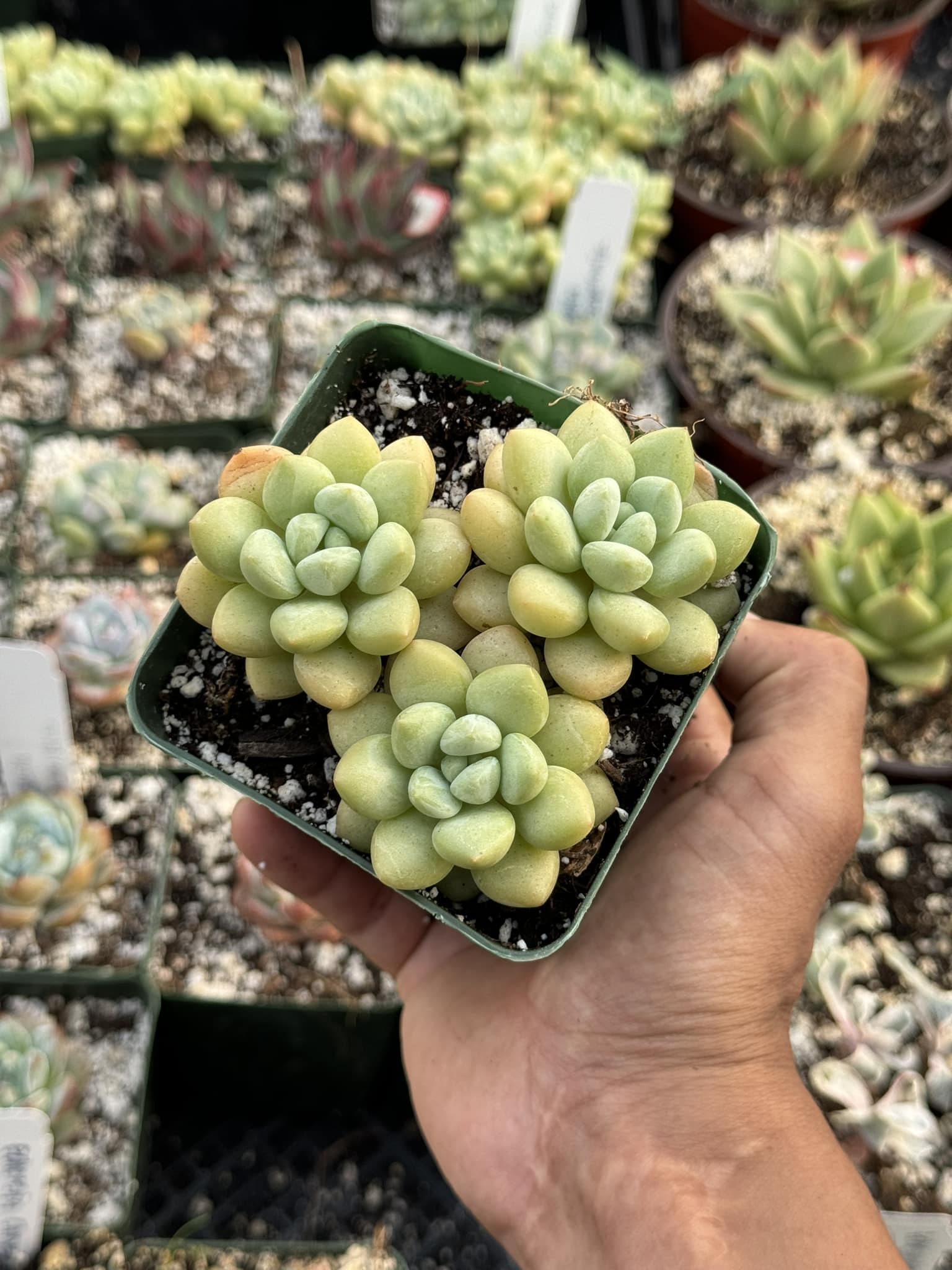 bubblegum plant succulent Echeveria bubble gum cluster – TiaJuanas Plants México