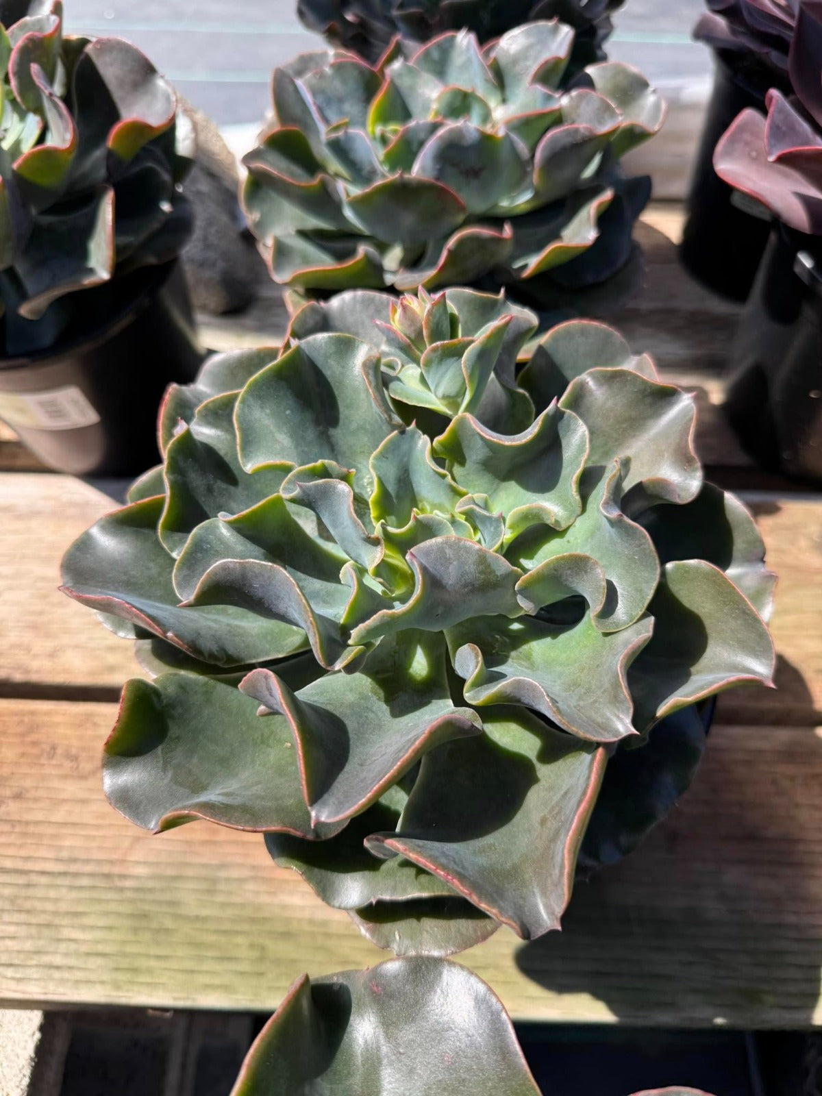 Echeveria camaleon