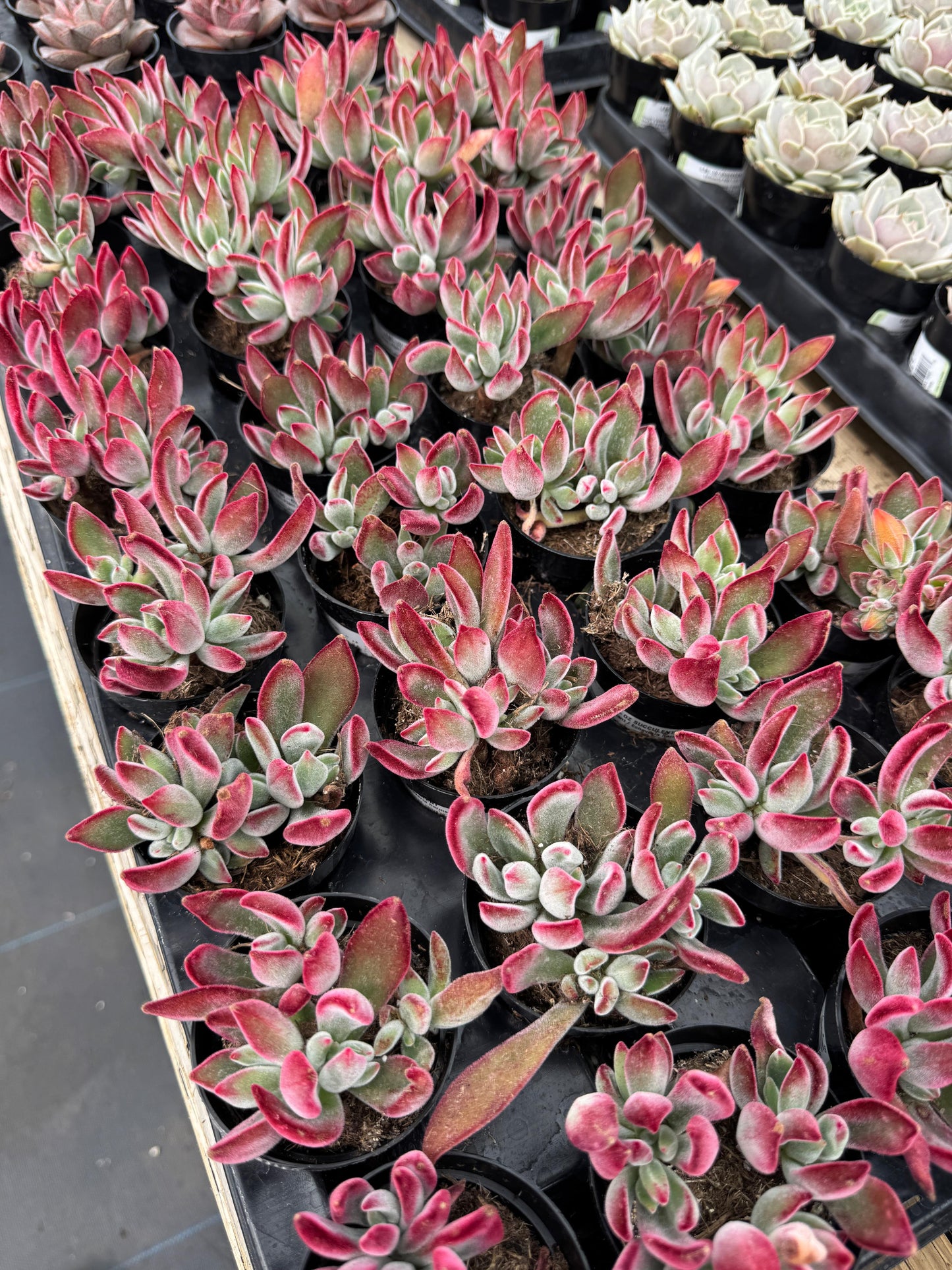 Echeveria harmsii