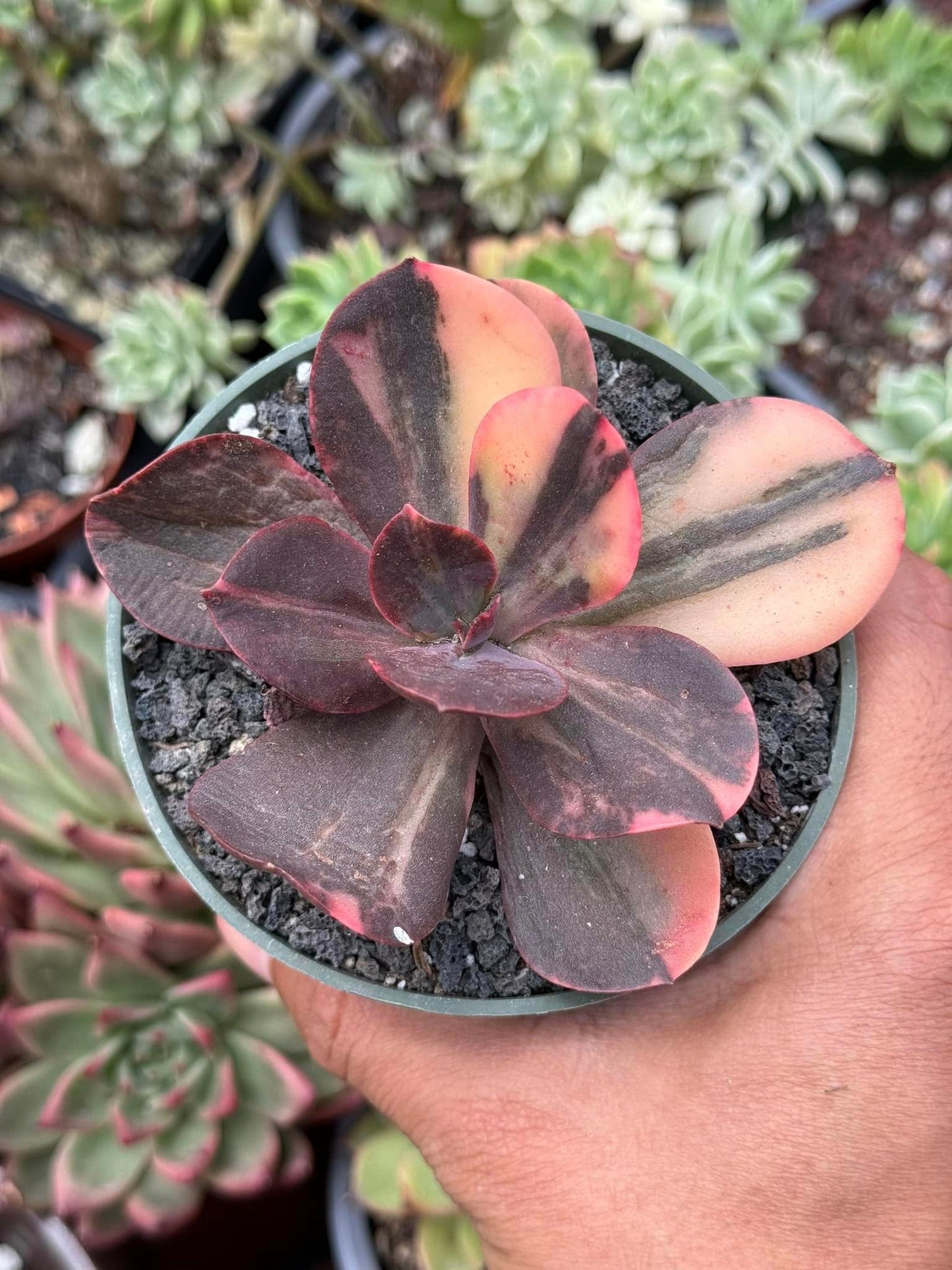 Echeveria primadonna Variegada