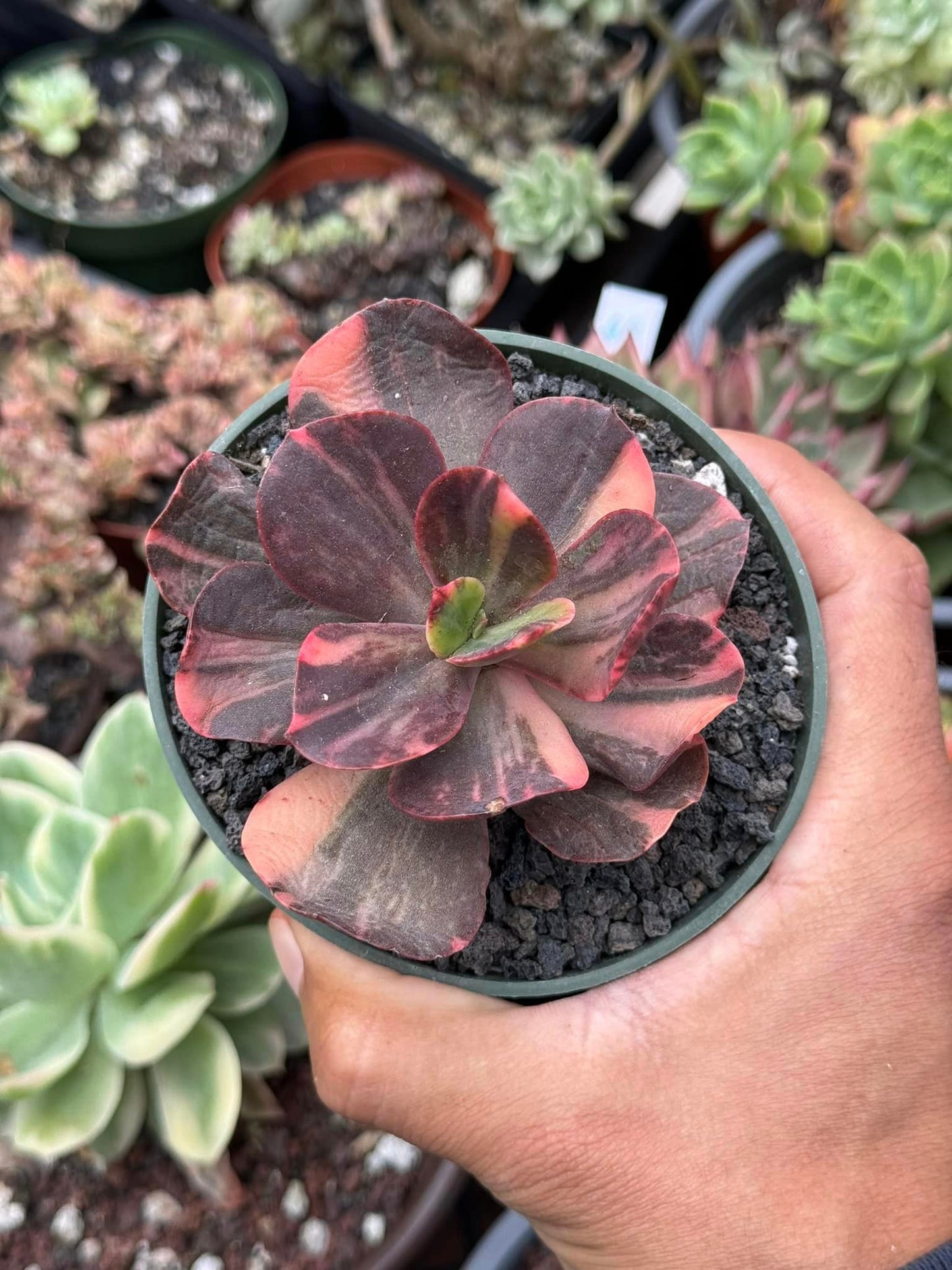 Echeveria primadonna Variegada