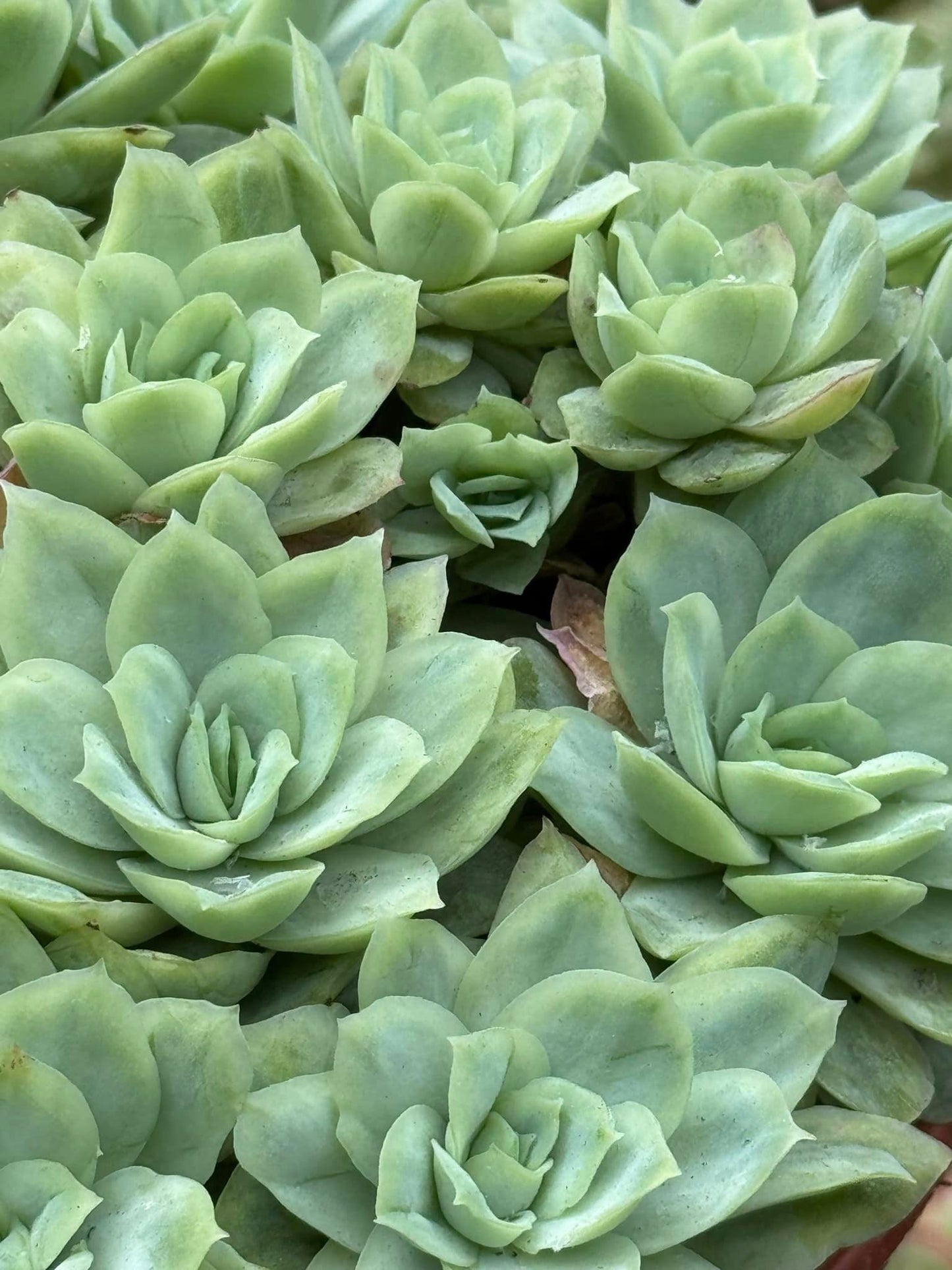 Echeveria raspberry ice variegado cluster