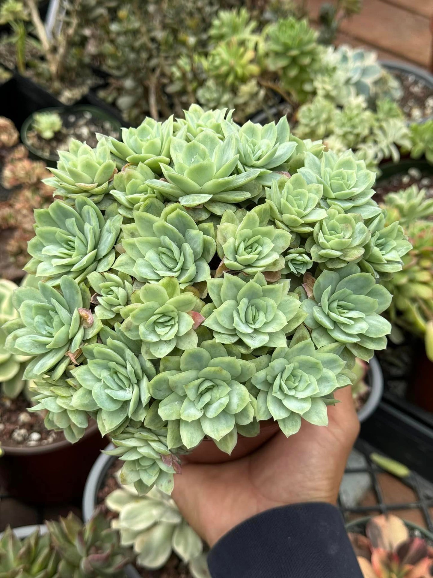 Echeveria raspberry ice variegado cluster