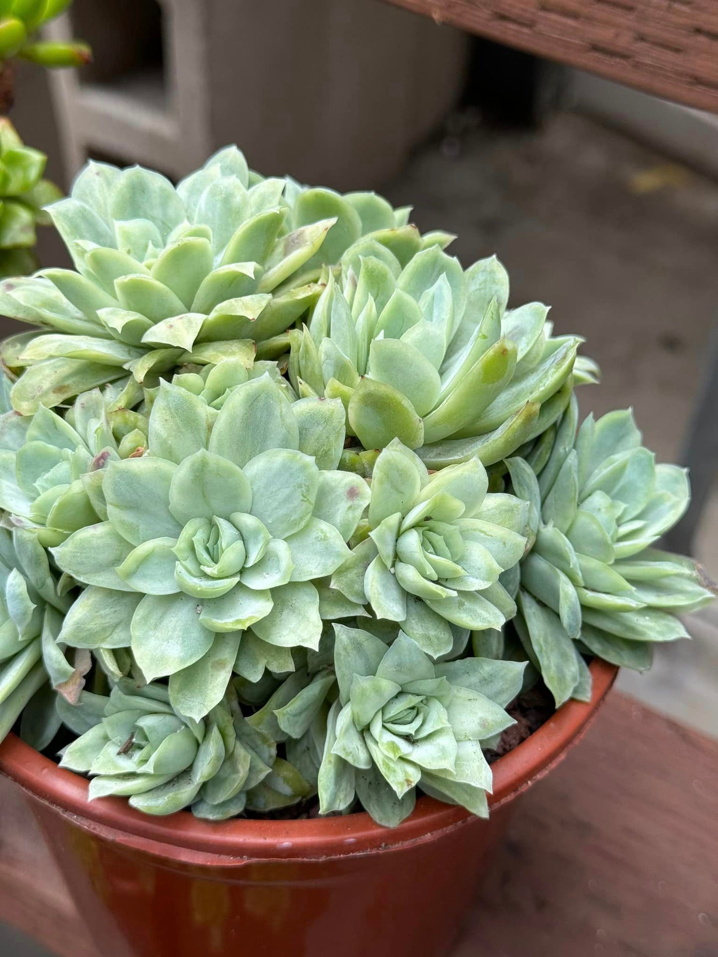Echeveria raspberry ice variegado cluster