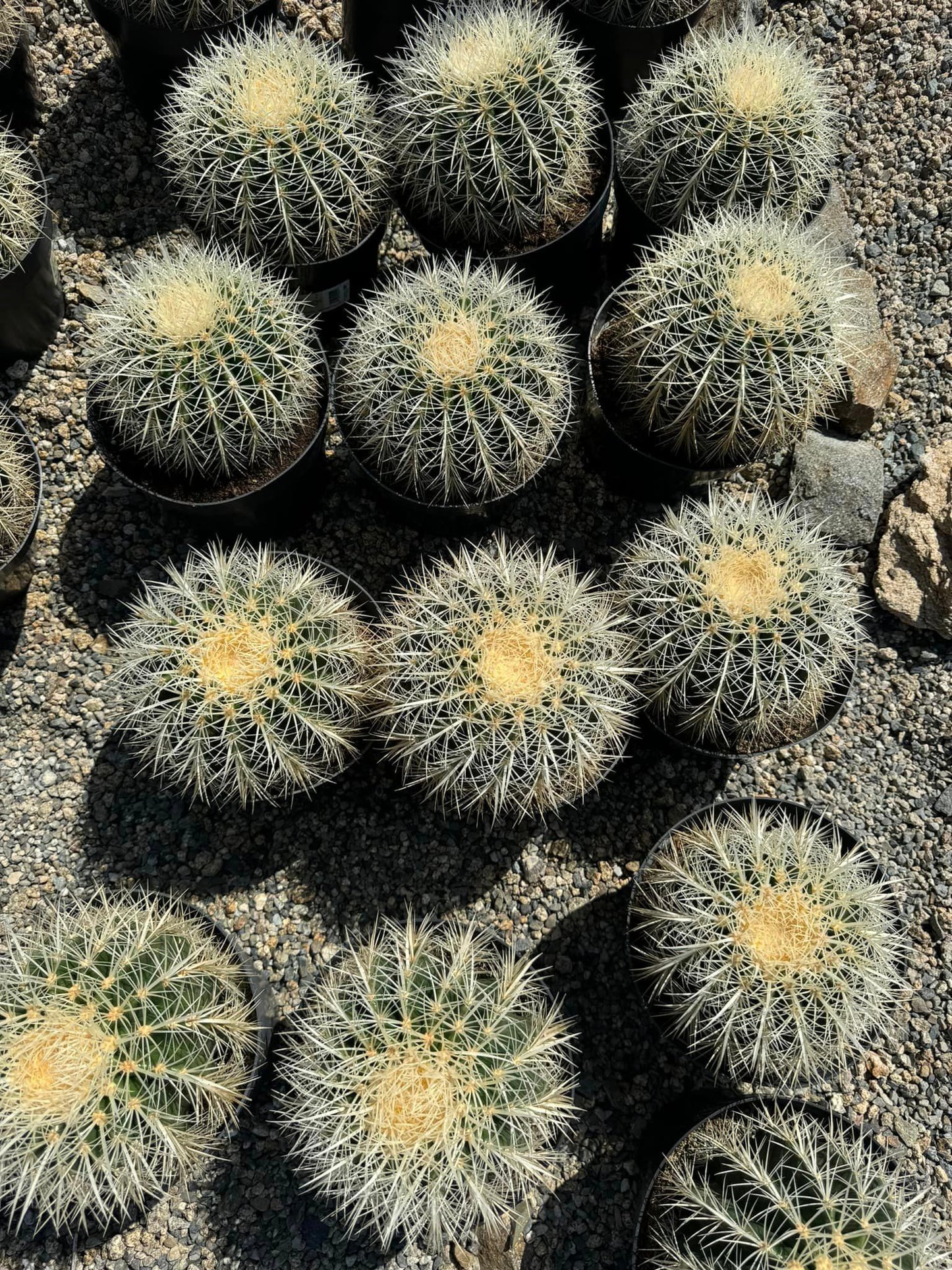 Echinocactus grusonii Silver barrel 8”