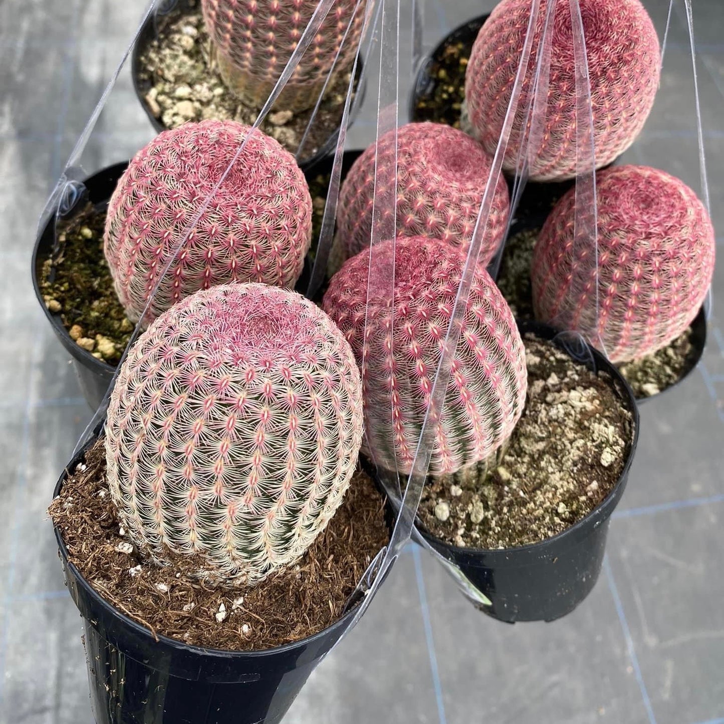 Echinocereus rubispinus