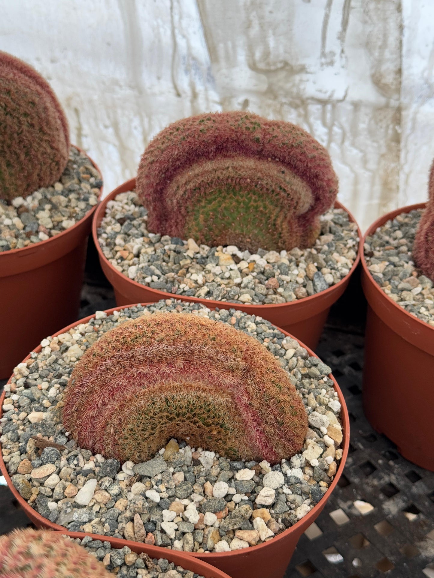 Cresta de Echinocereus rubispinus 6"