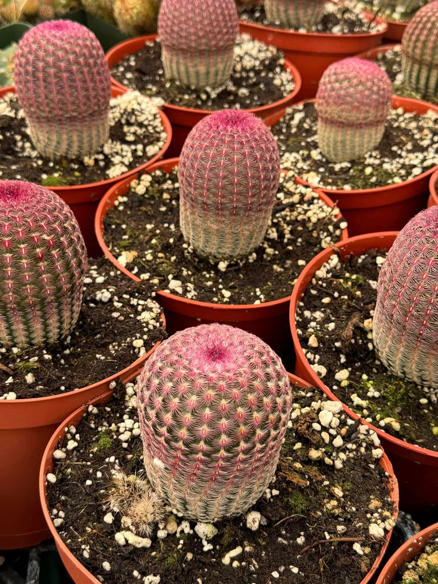 Echinocereus rubispinus