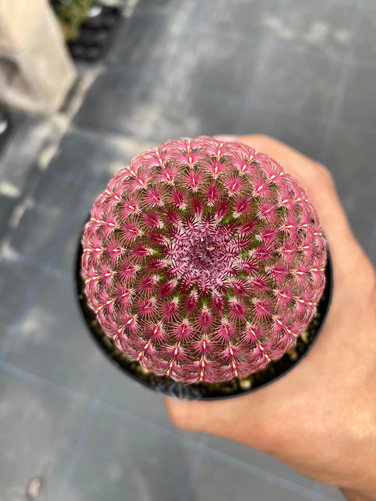 Echinocereus rubispinus