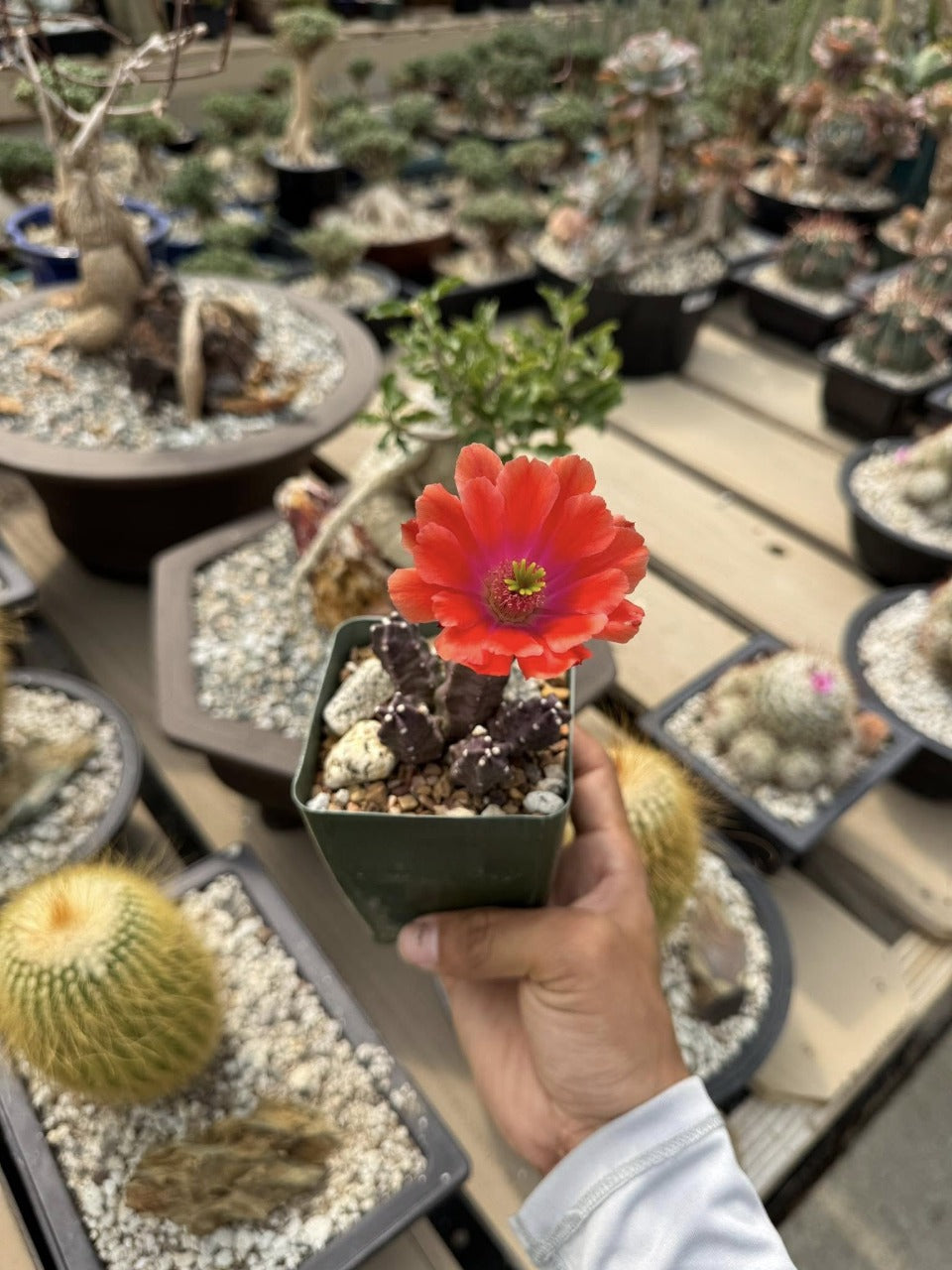 Echinocereus momotaro