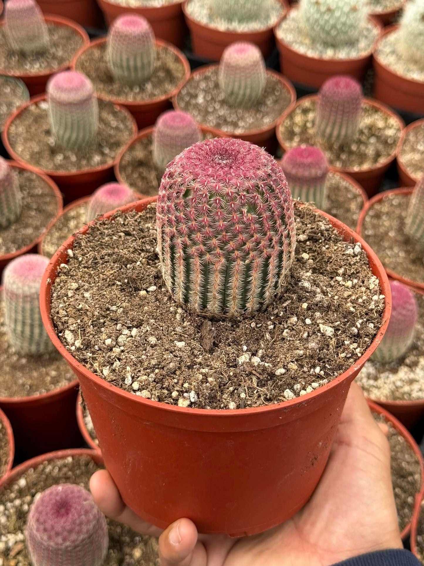 Echinocereus rubispinus