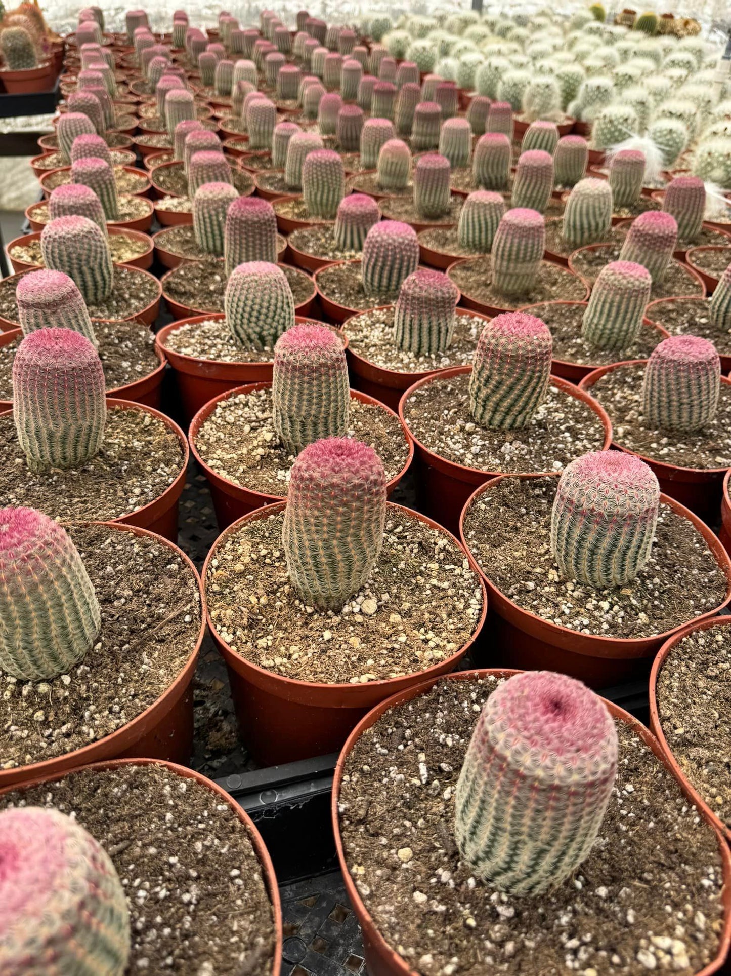 Echinocereus rubispinus
