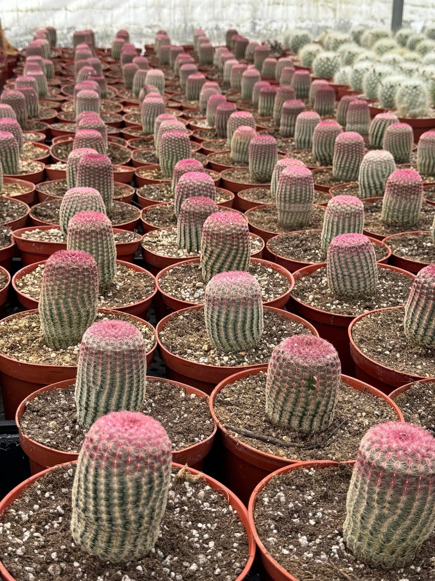 Echinocereus rubispinus