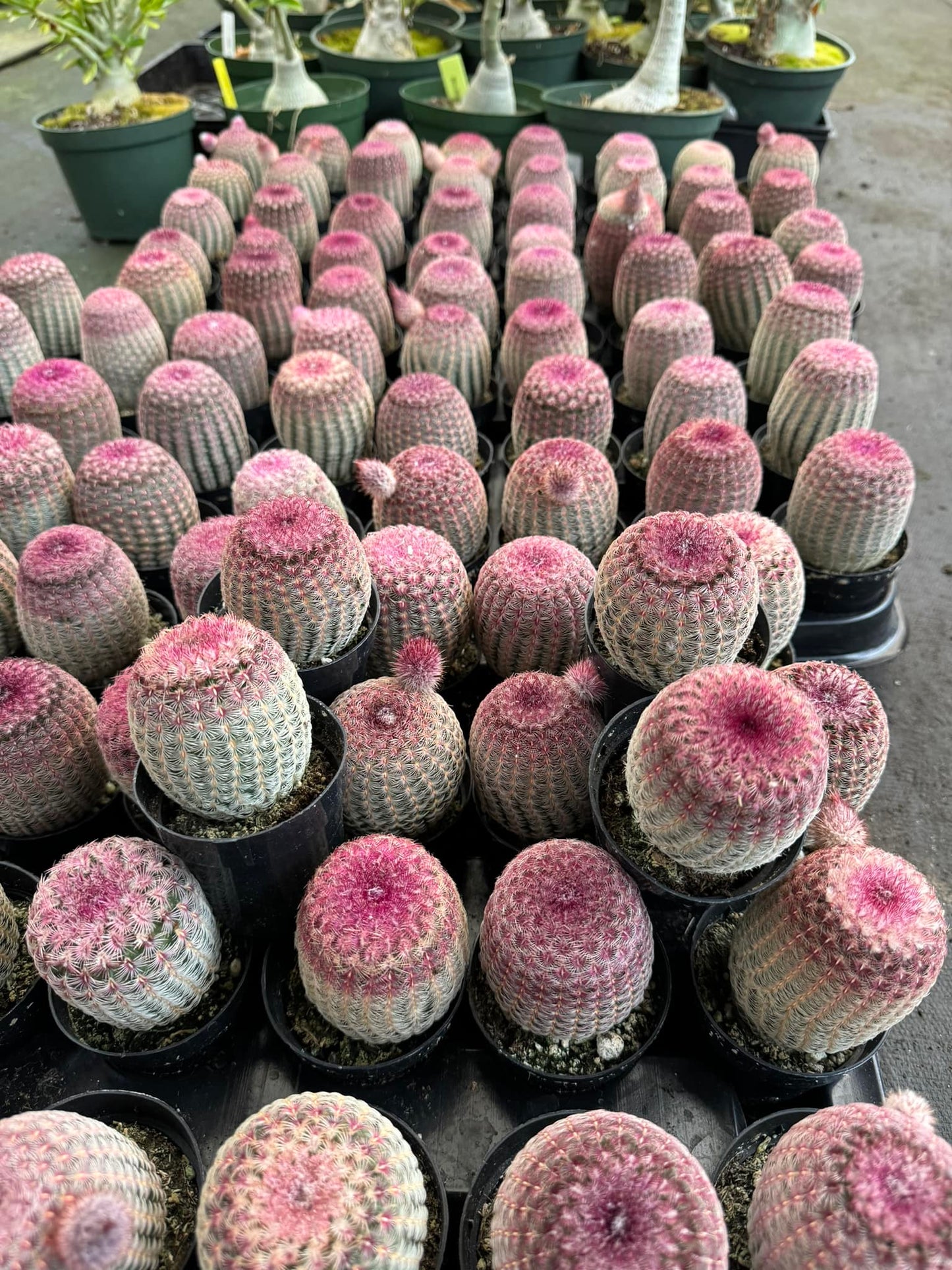 Echinocereus rubispinus