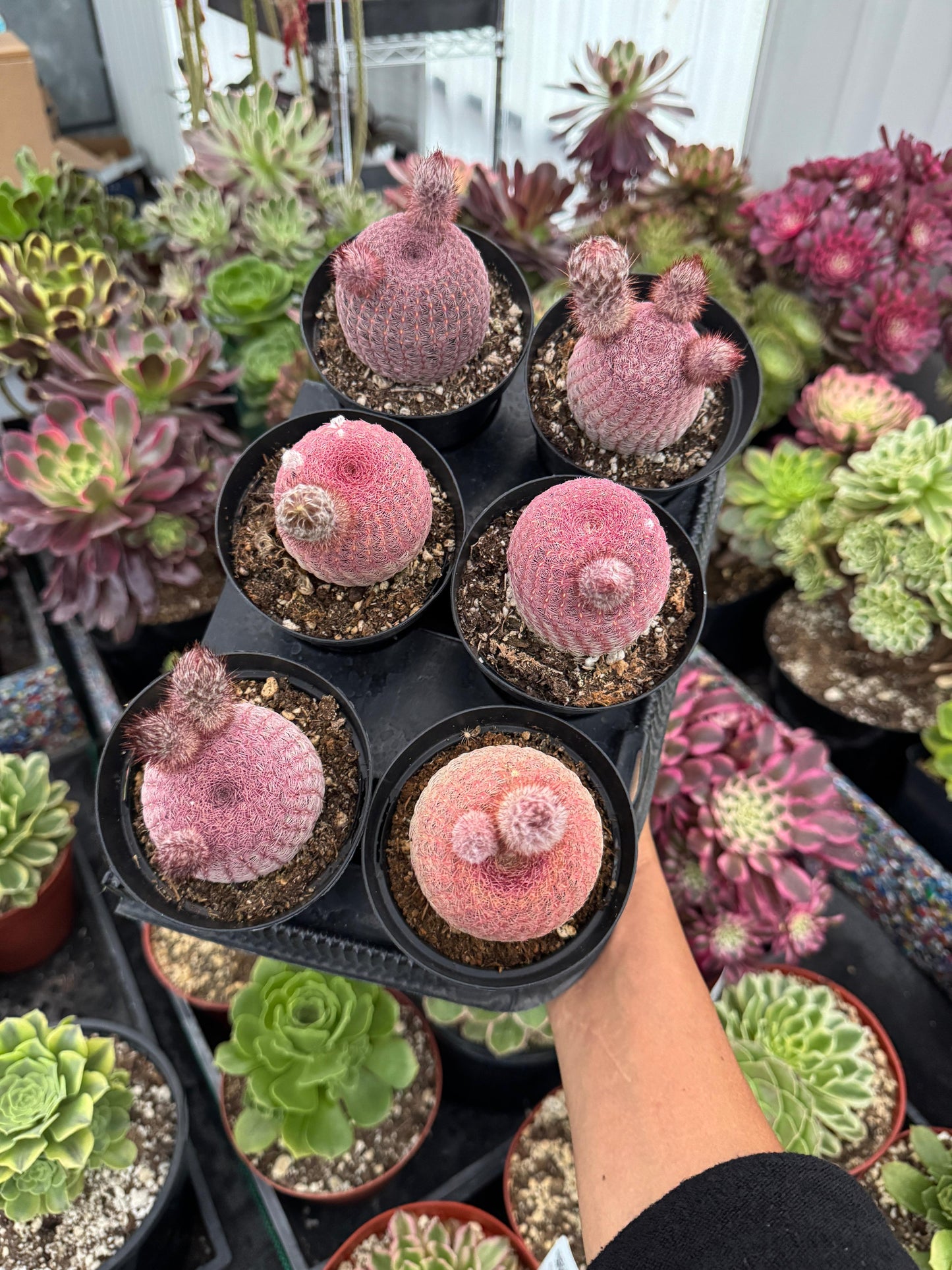 Echinocereus rubispinus pack de 6