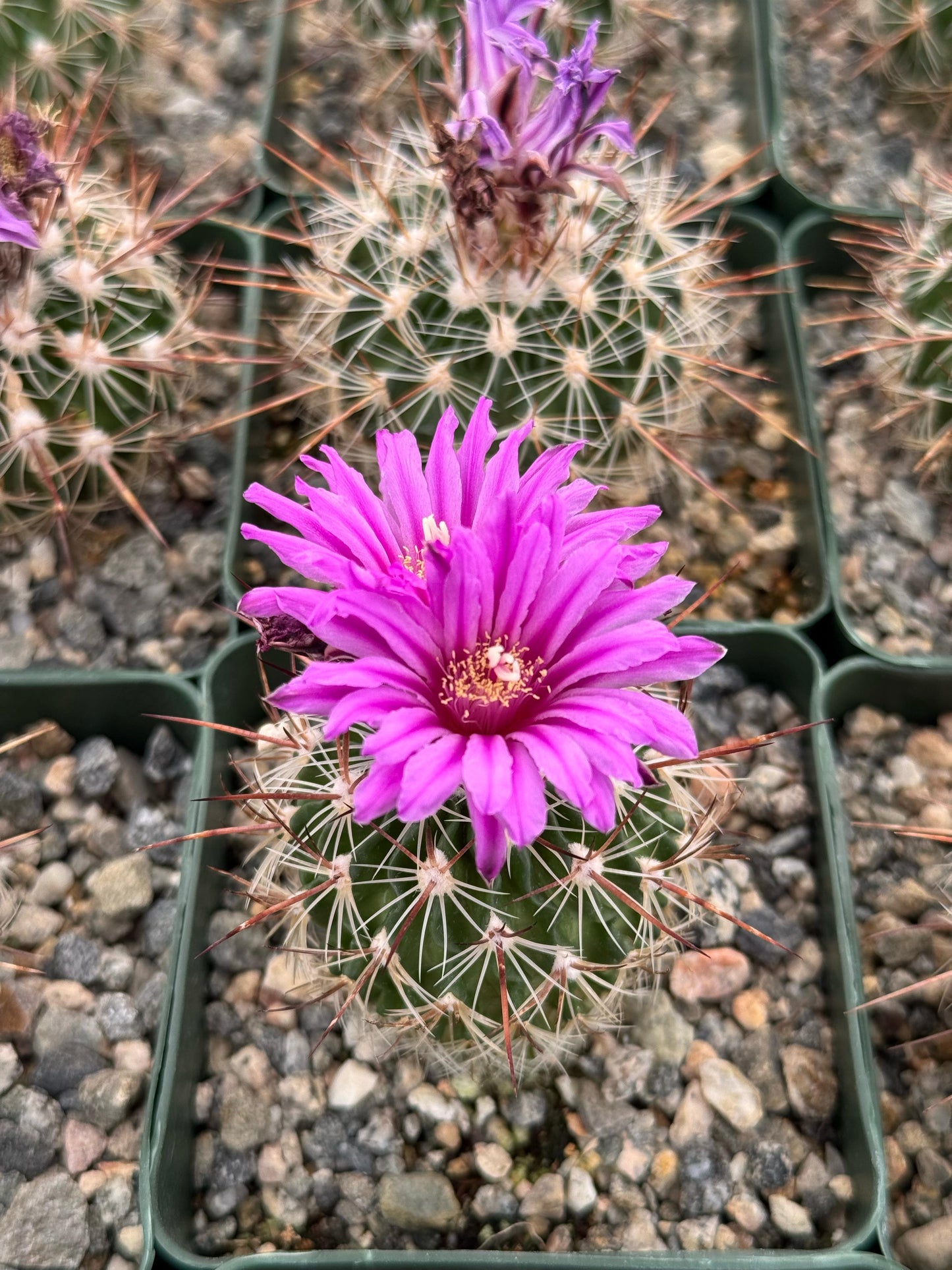 Echinofossolocactus ochoterenaus