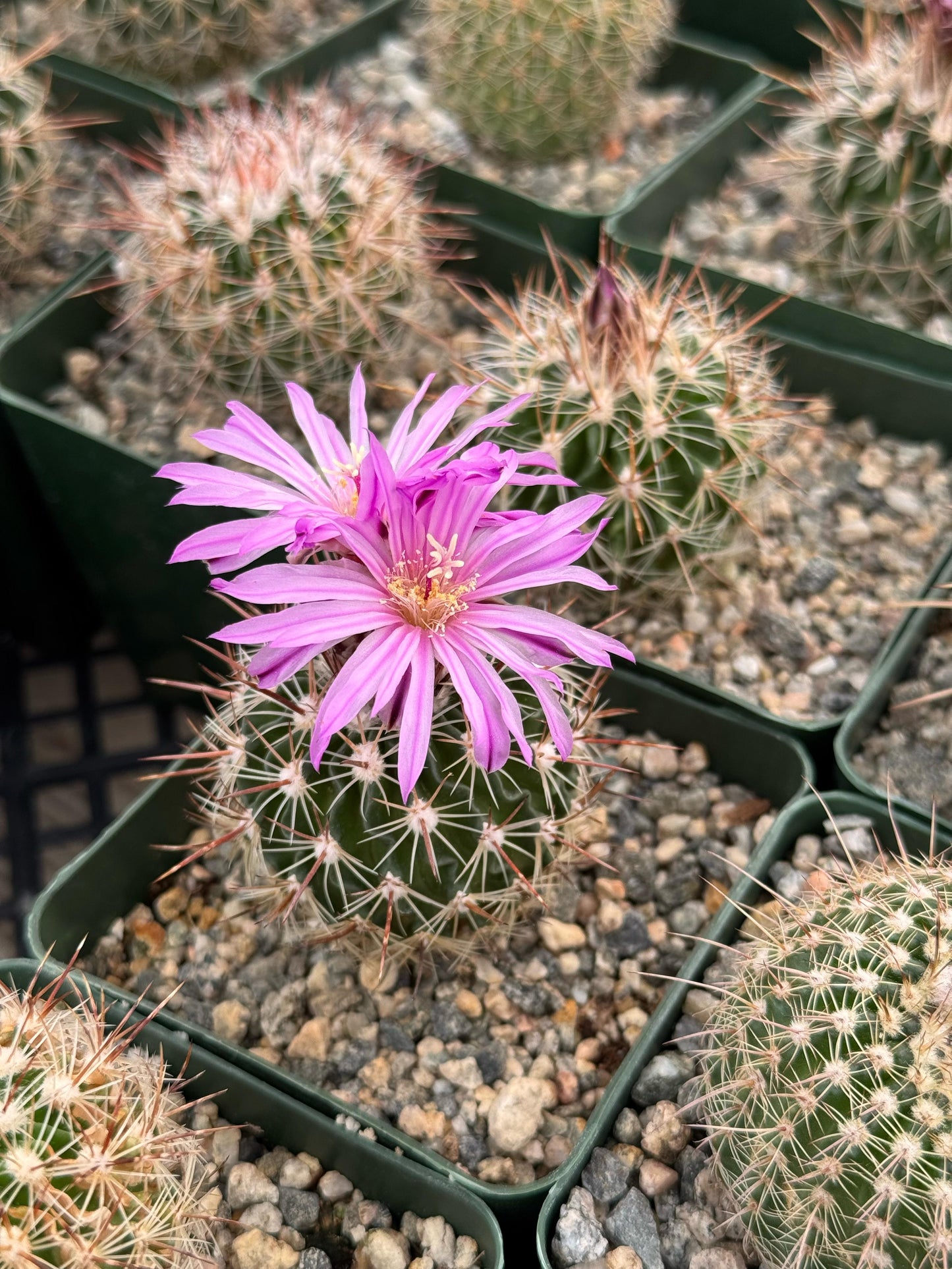 Echinofossolocactus ochoterenaus