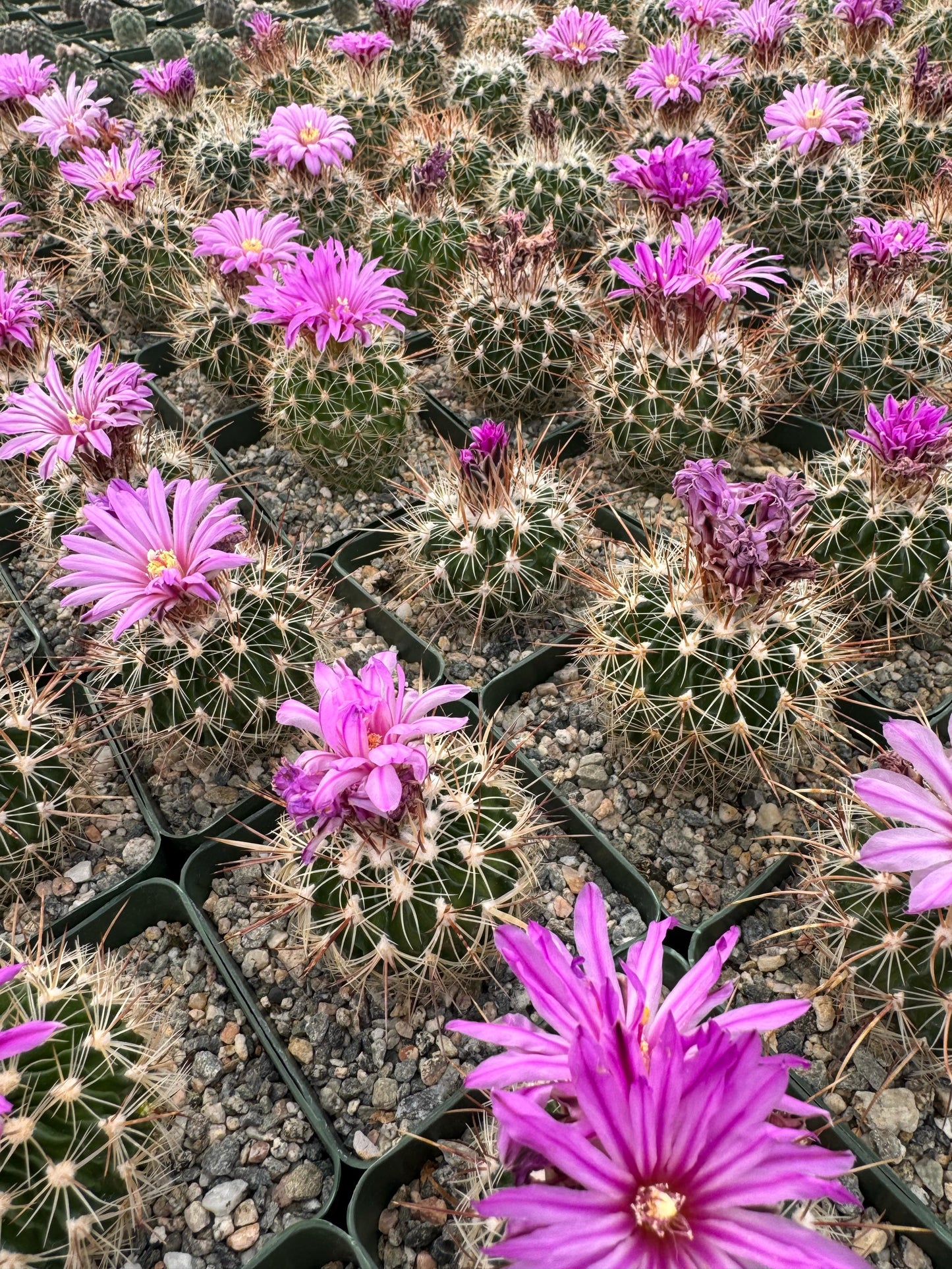 Echinofossolocactus ochoterenaus