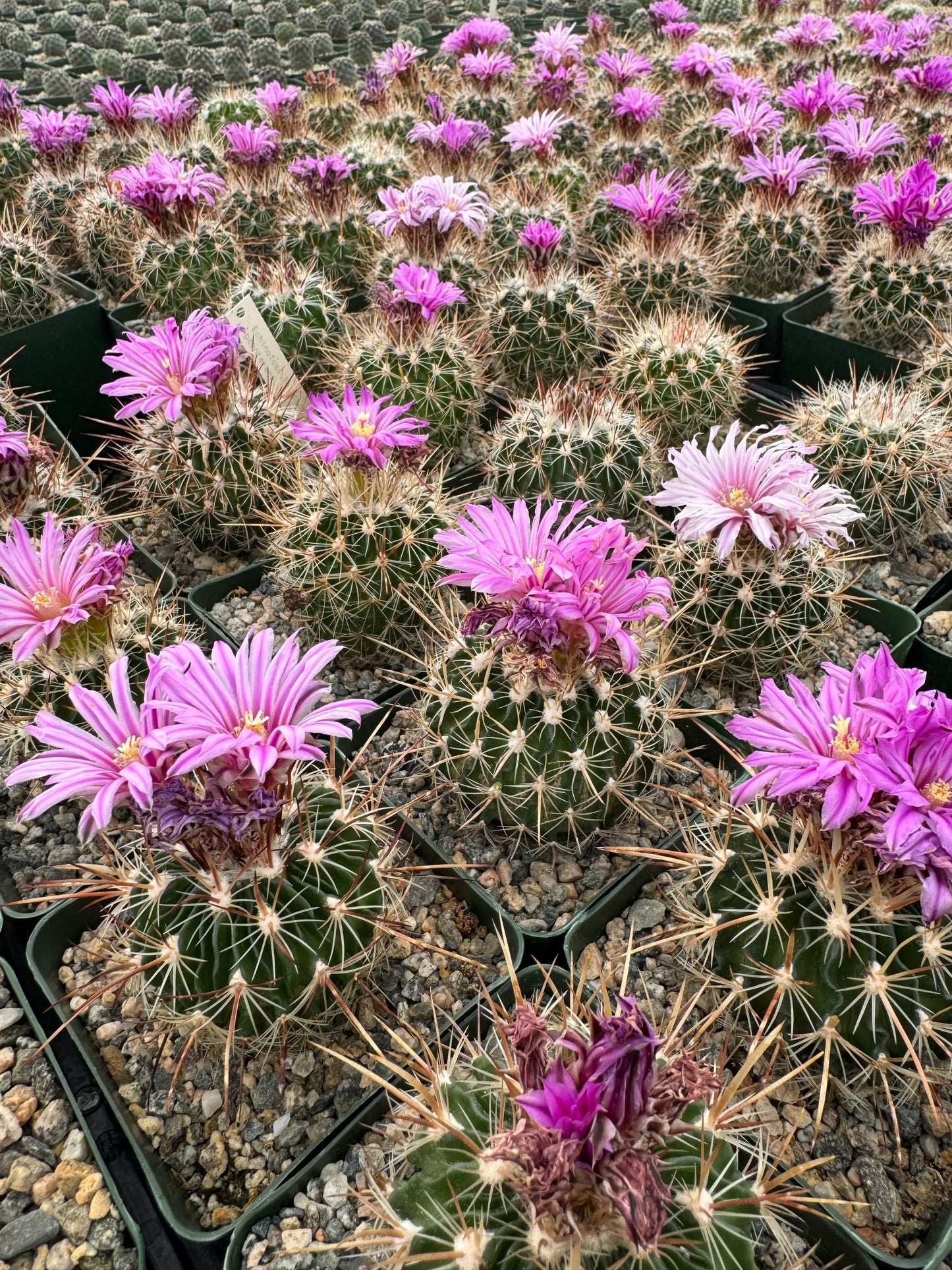 Echinofossolocactus ochoterenaus