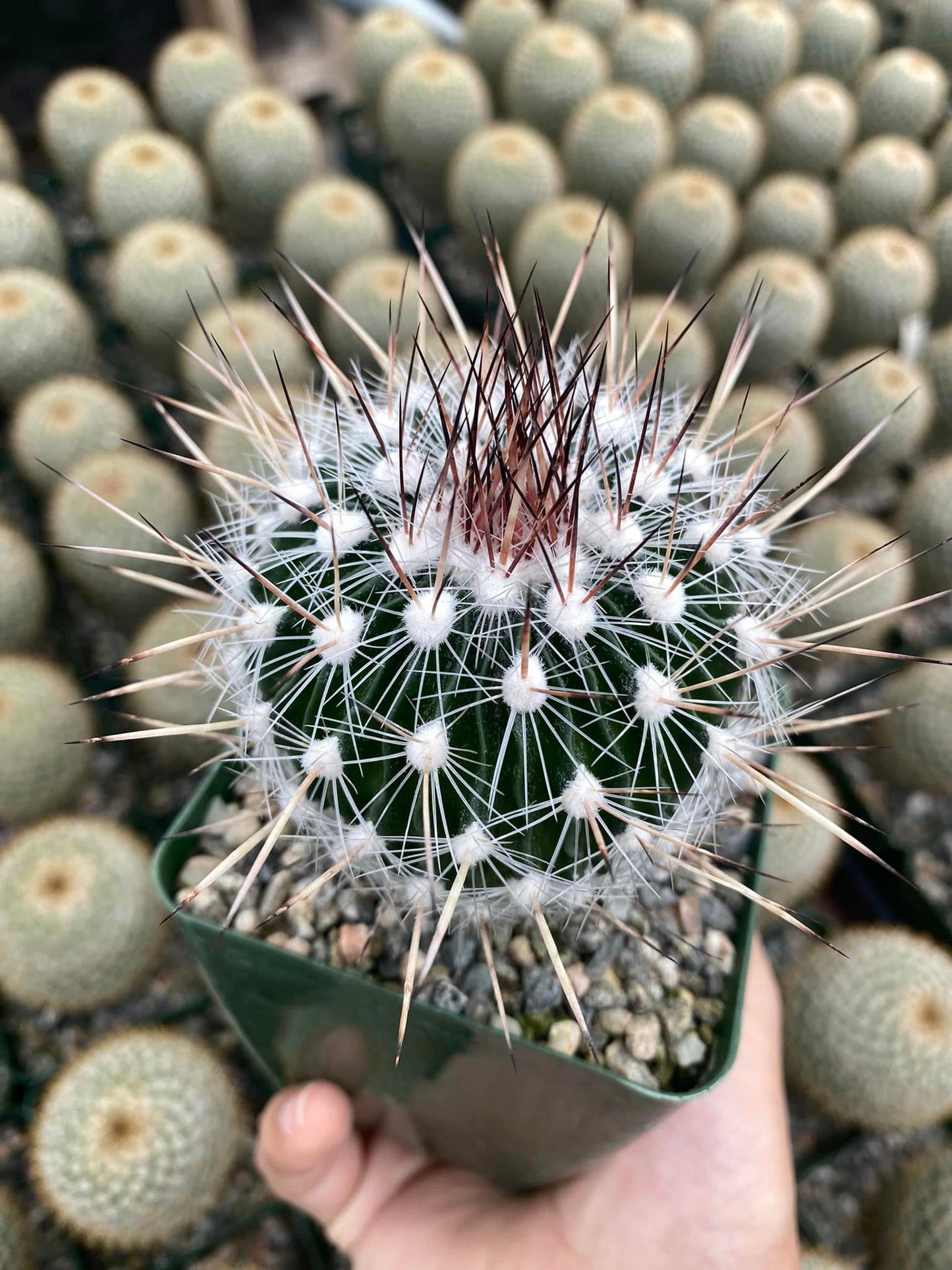 Echinofossulocactus Zacatecansis