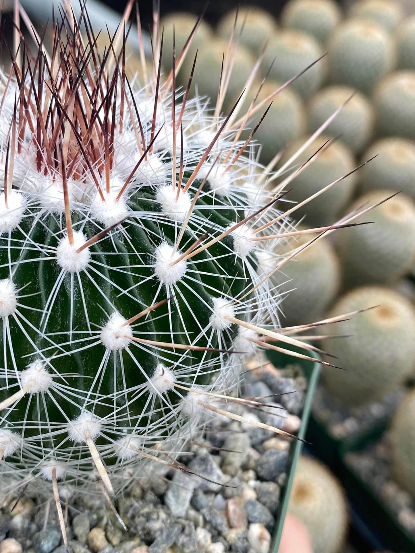 Echinofossulocactus Zacatecansis