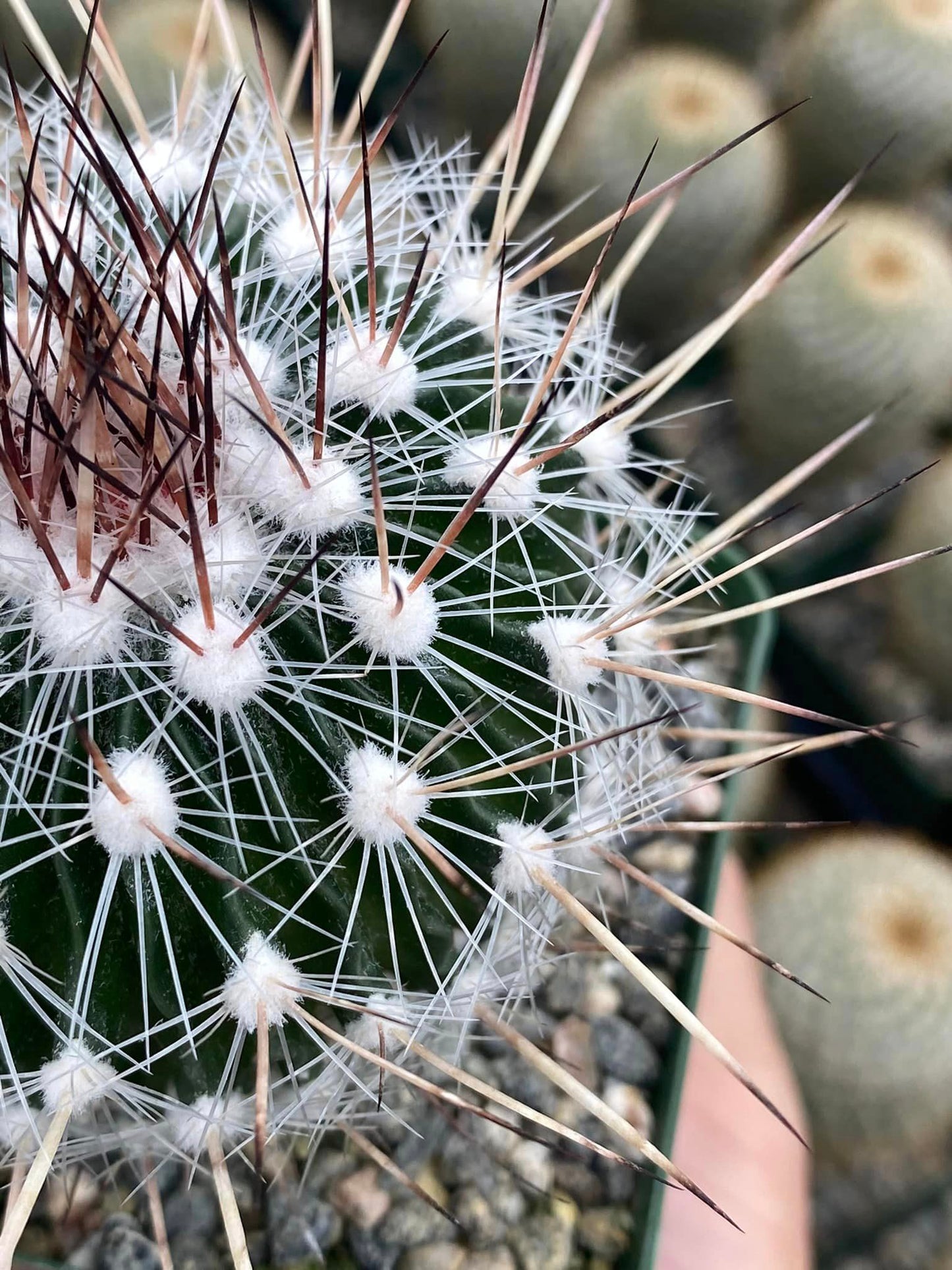 Echinofossulocactus Zacatecansis