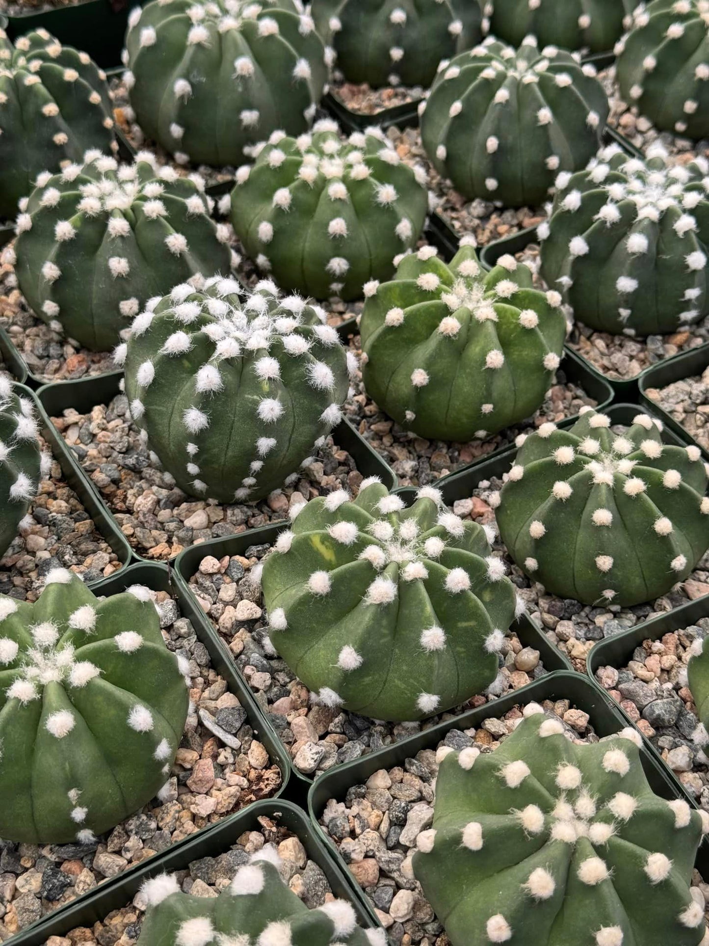 Echinopsis Domino