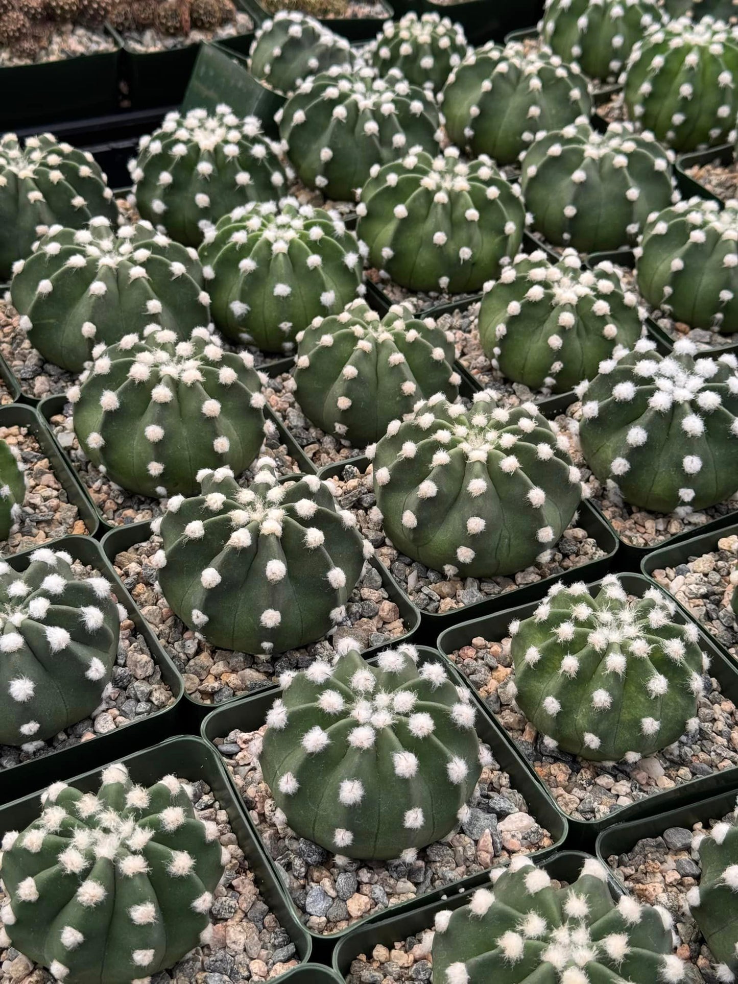 Echinopsis Domino
