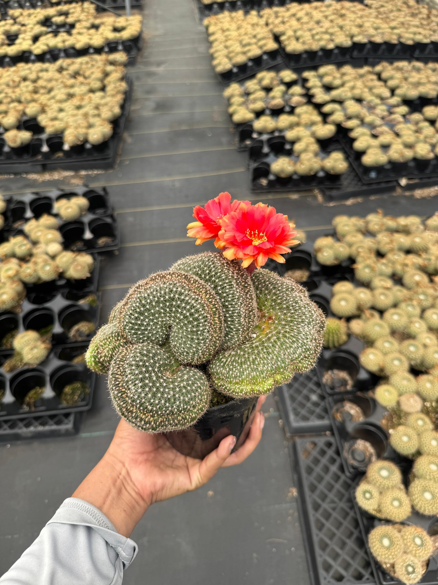Echinopsis flambeau crestada