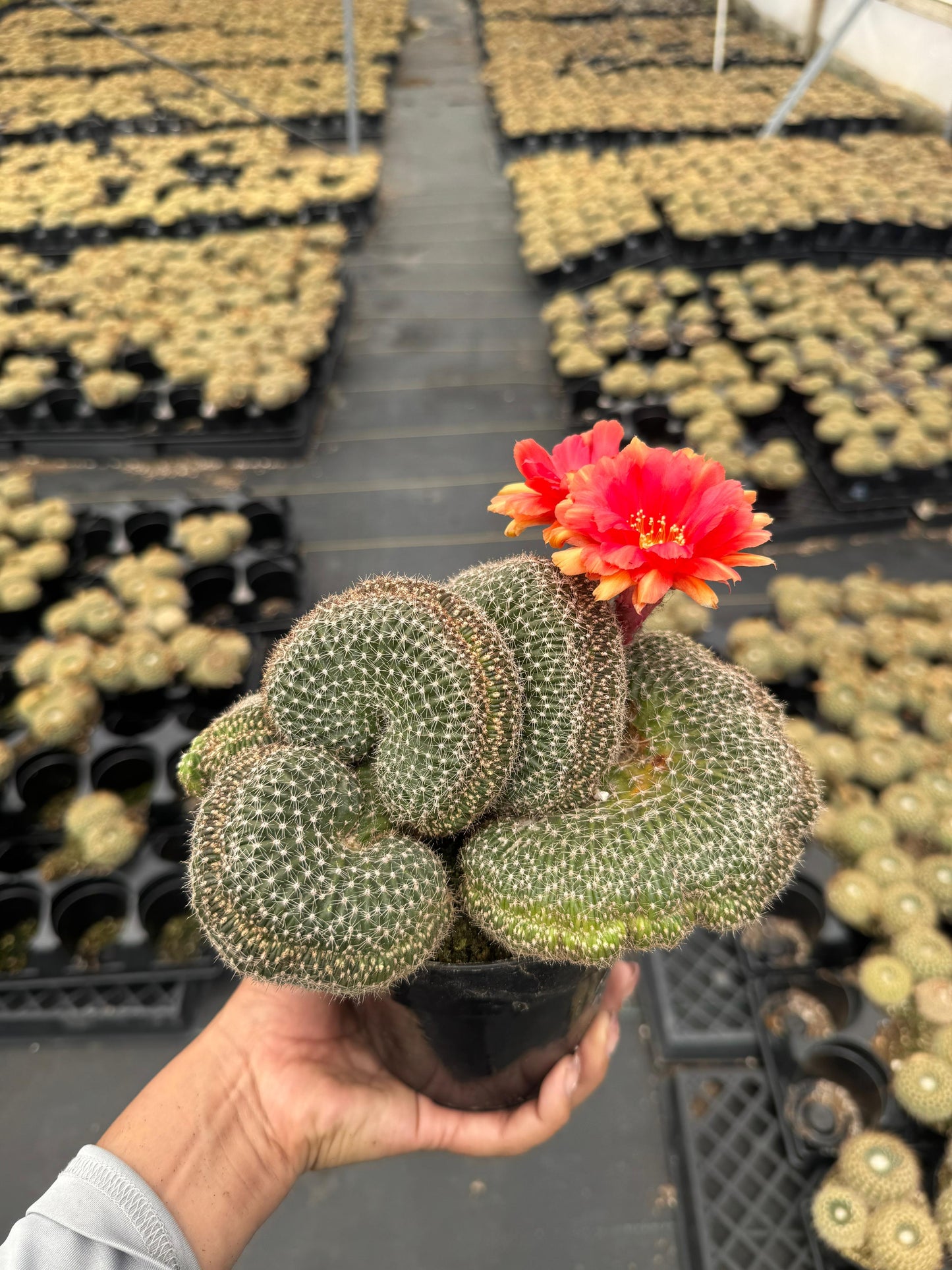 Echinopsis flambeau crestada