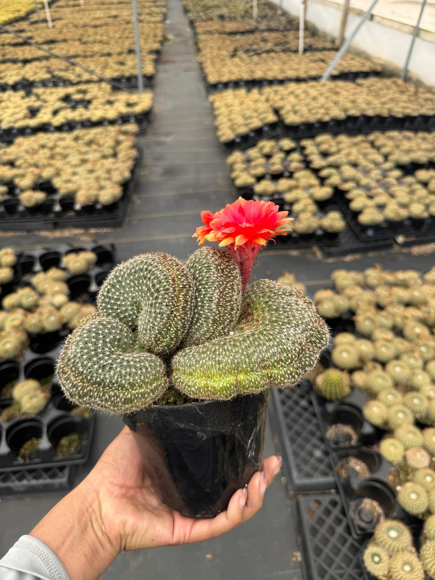 Echinopsis flambeau crestada