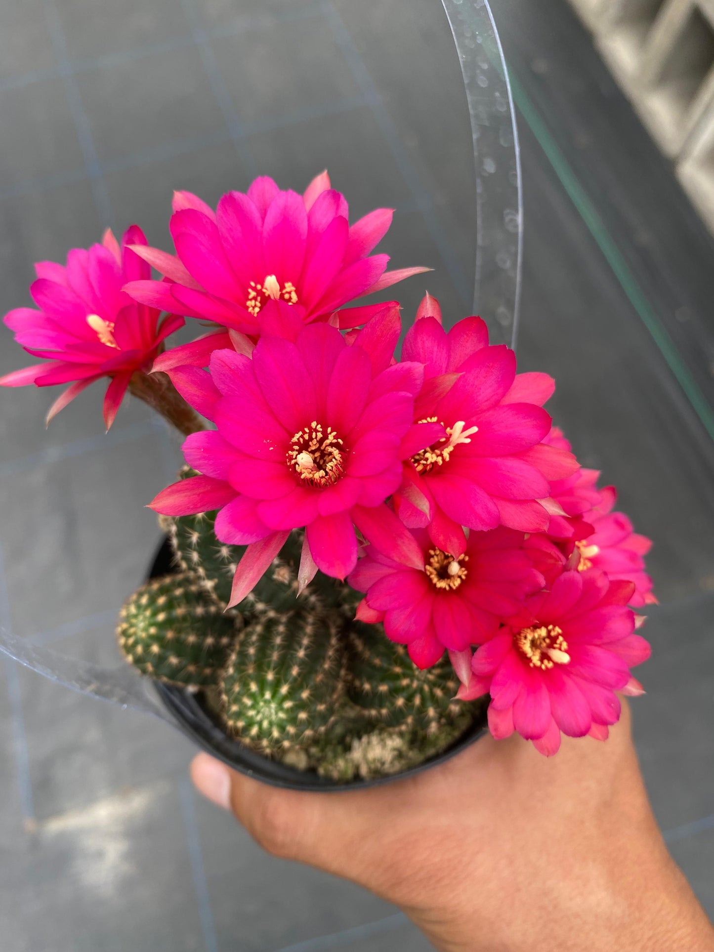 Echinopsis rose quartz