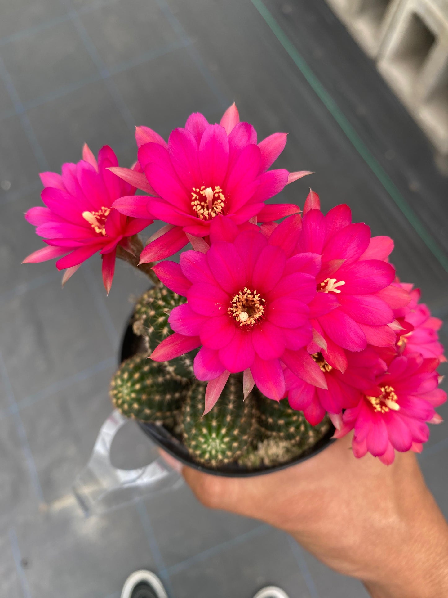 Echinopsis rose quartz