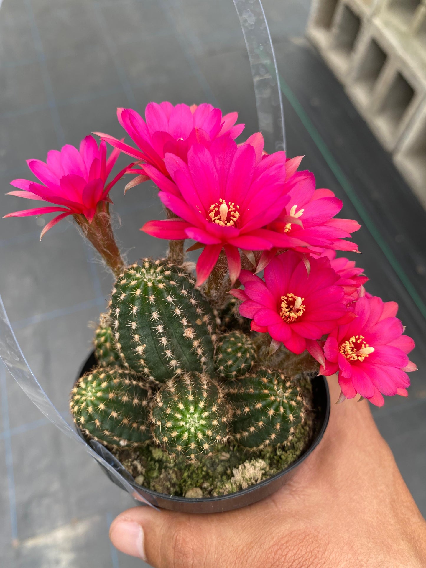 Echinopsis rose quartz