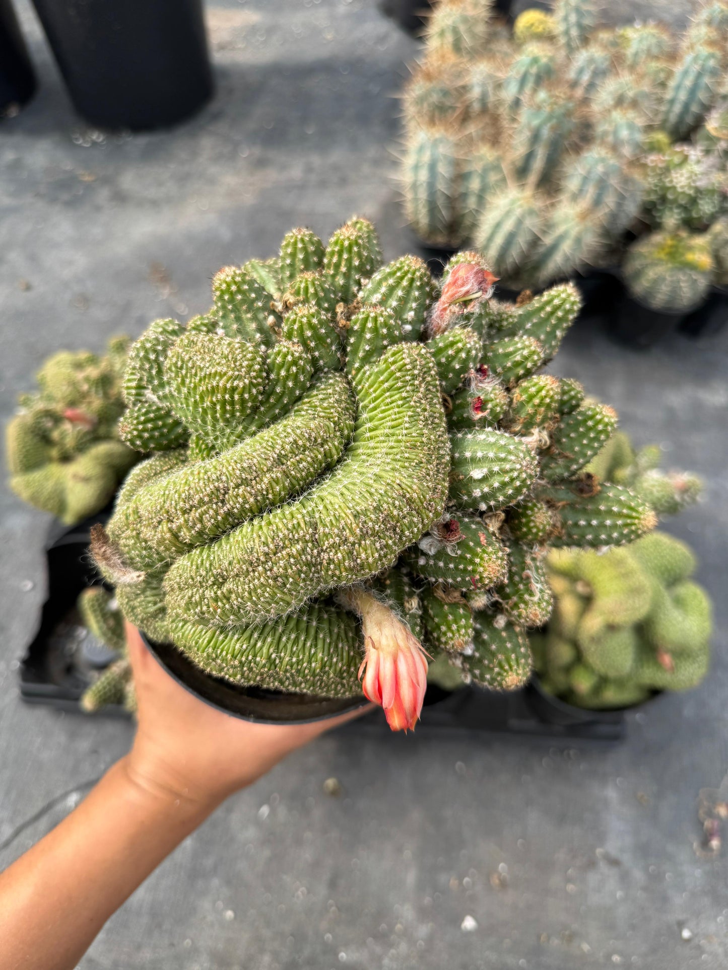 Echinopsis rose quartz crestada