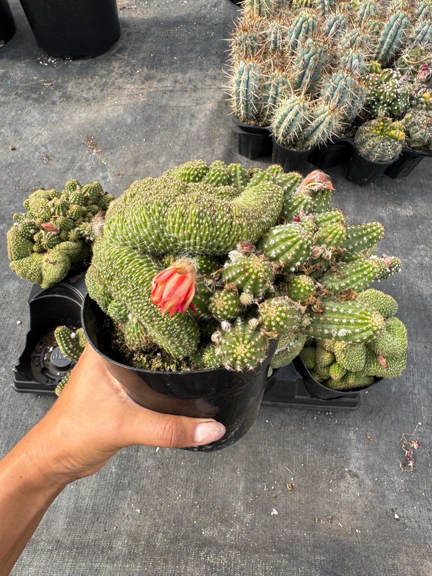 Echinopsis rose quartz crestada