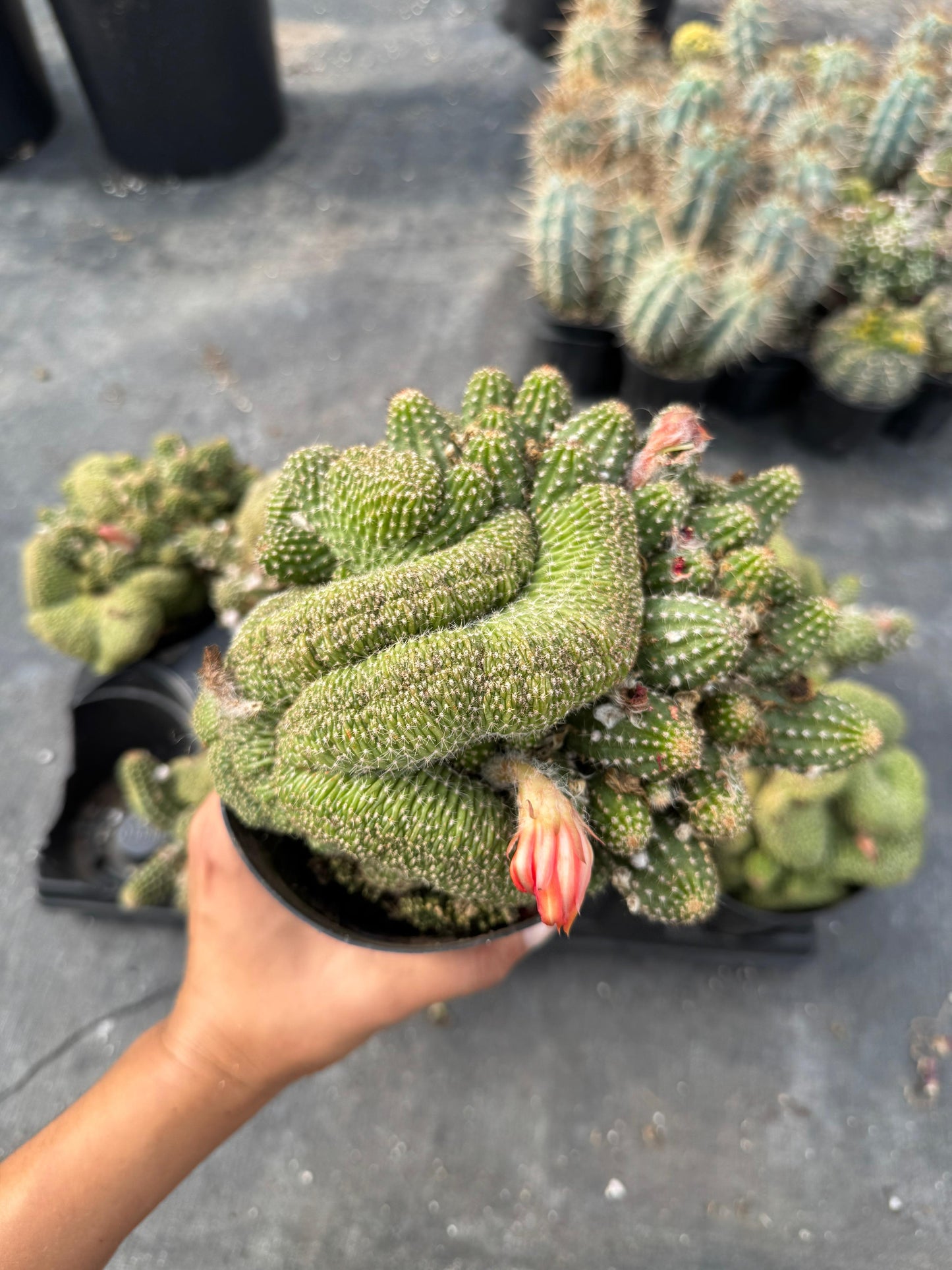Echinopsis rose quartz crestada