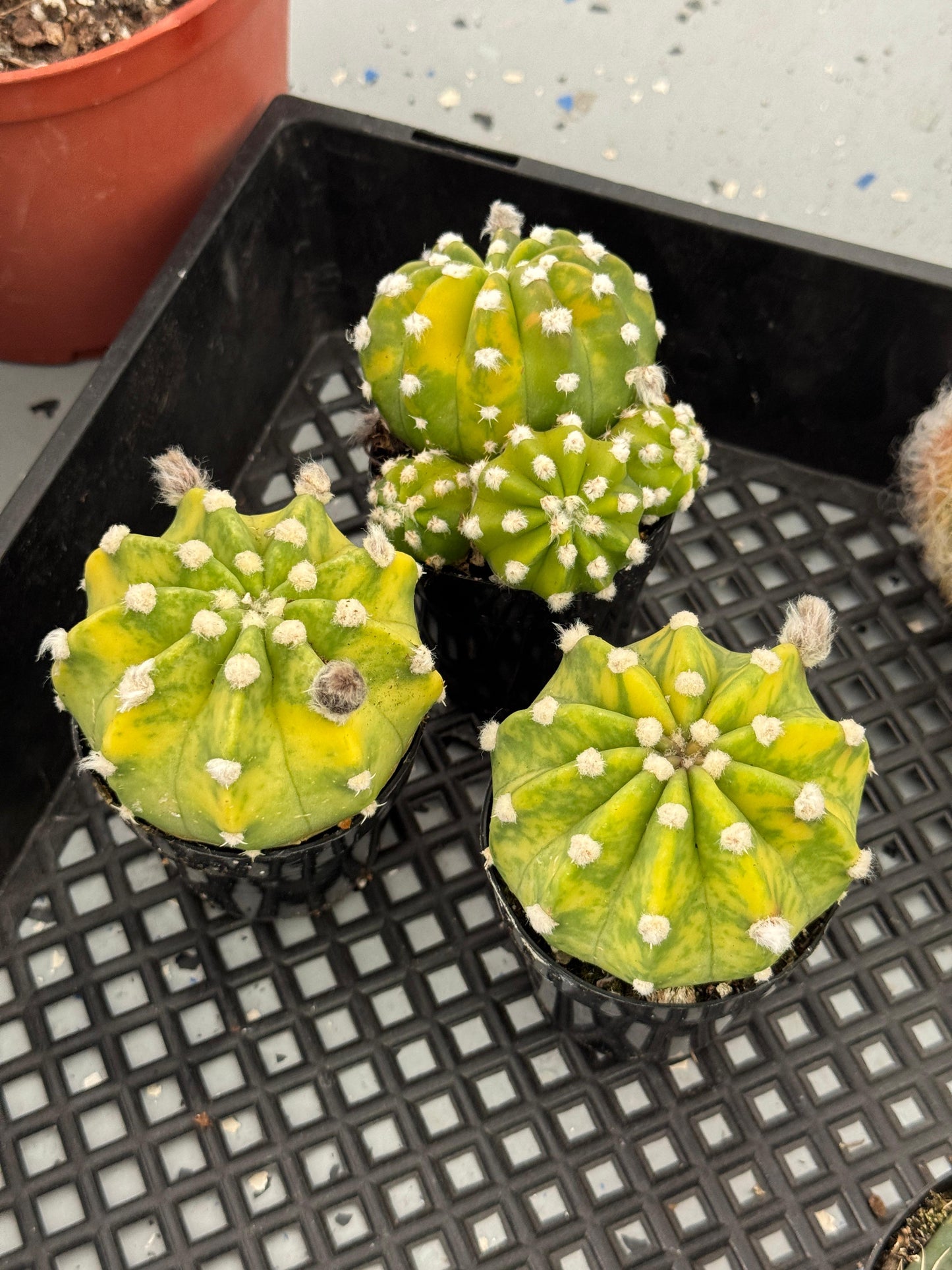 Echinopsis domino variegado