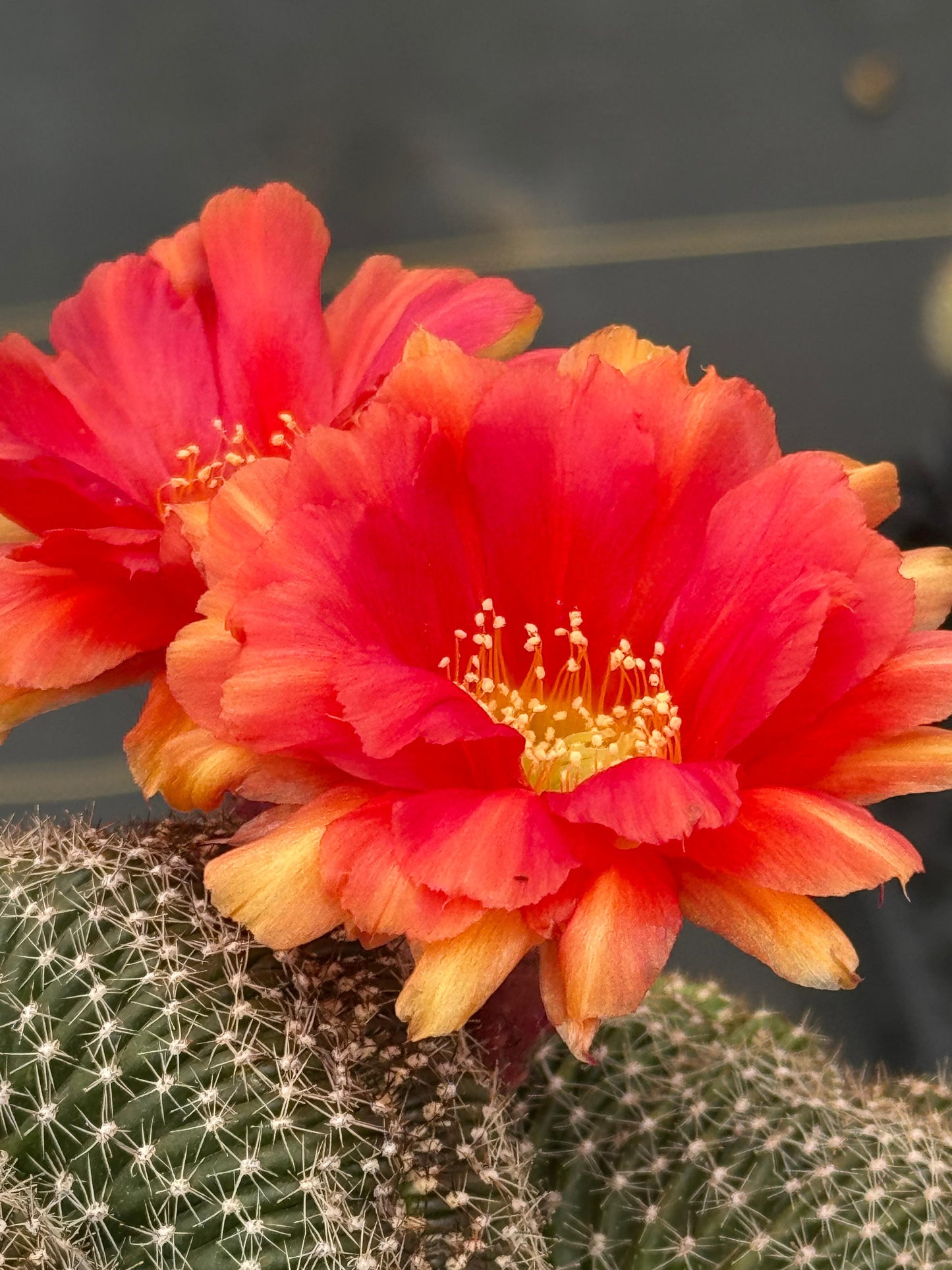 Echinopsis flambeau crestada