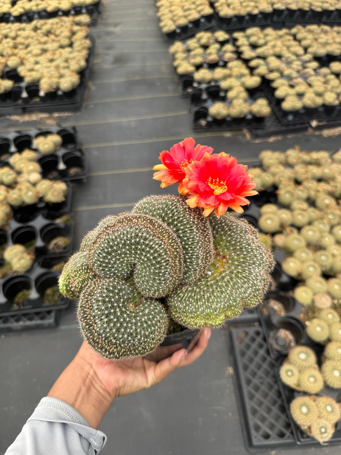 Echinopsis flambeau crestada