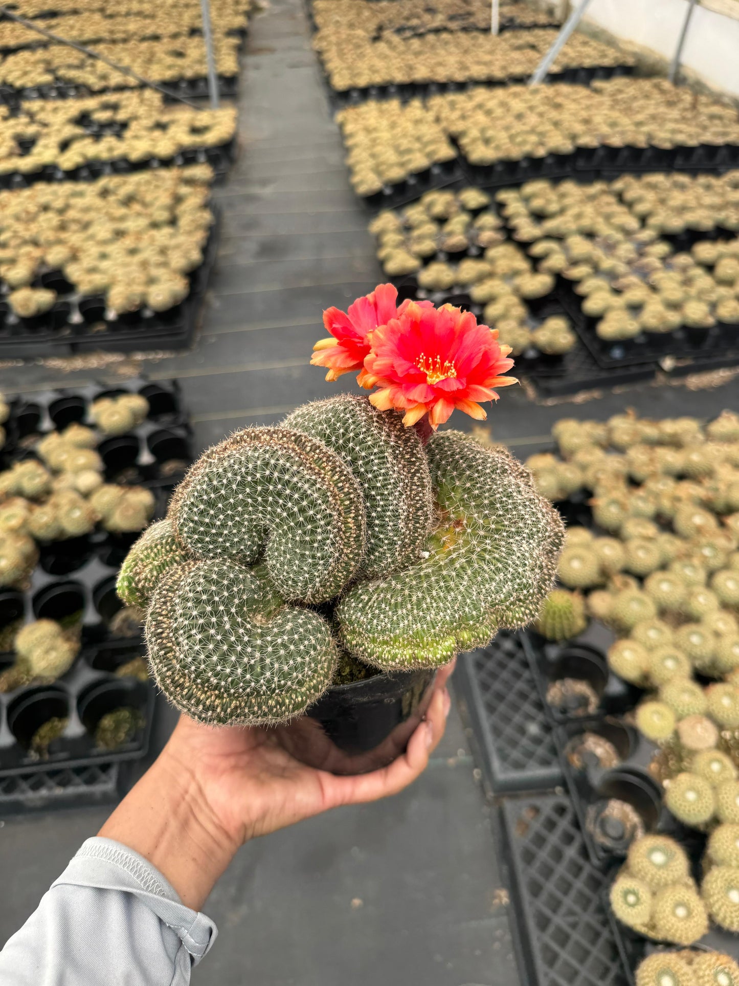 Echinopsis flambeau crestada