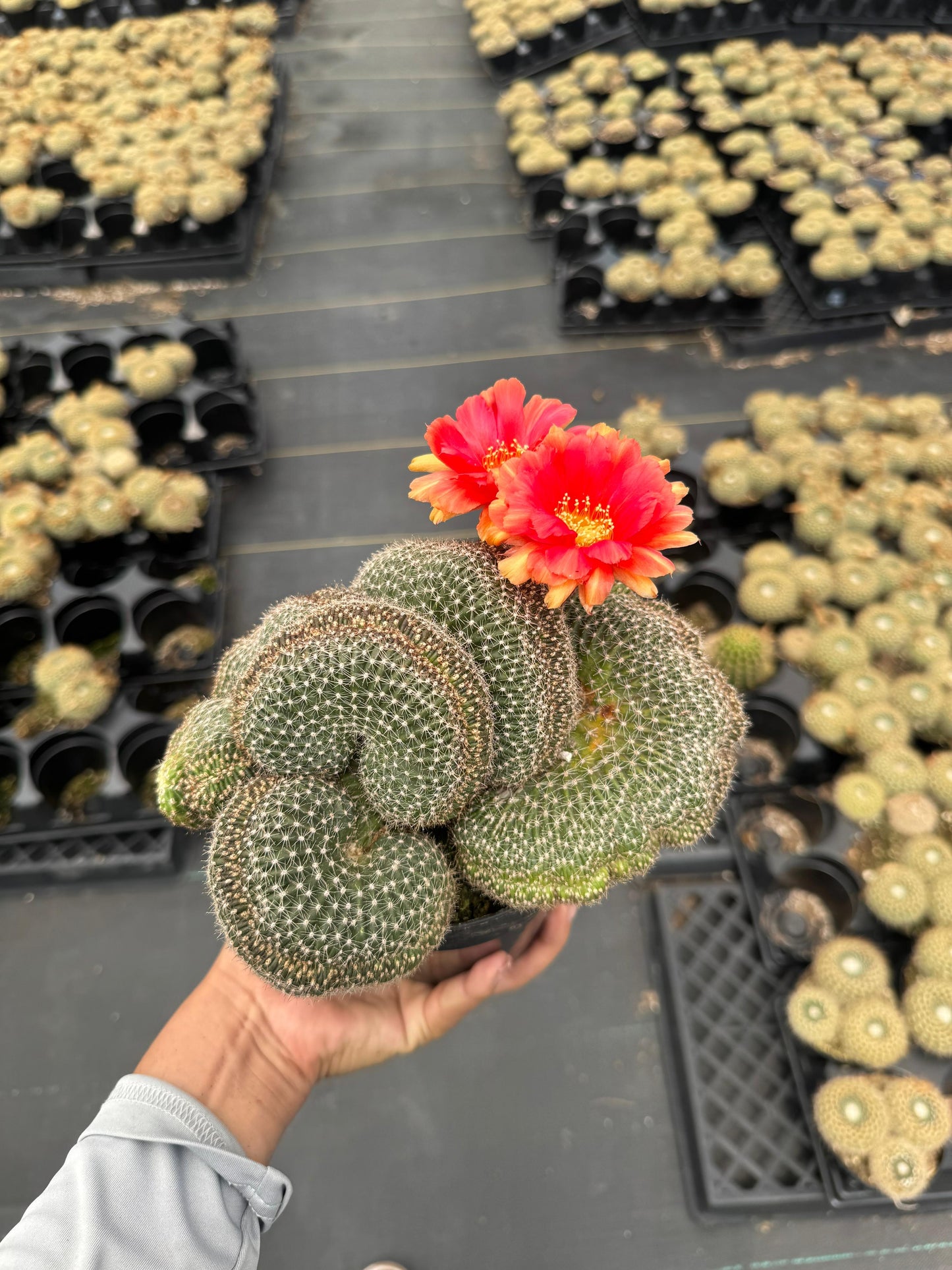 Echinopsis flambeau crestada