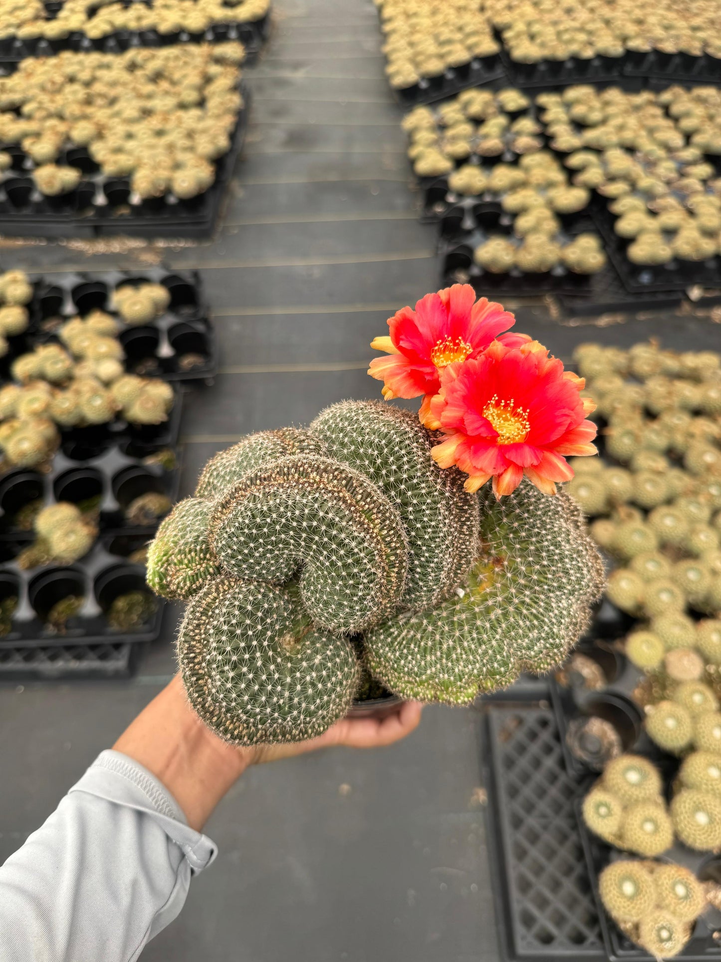 Echinopsis flambeau crestada