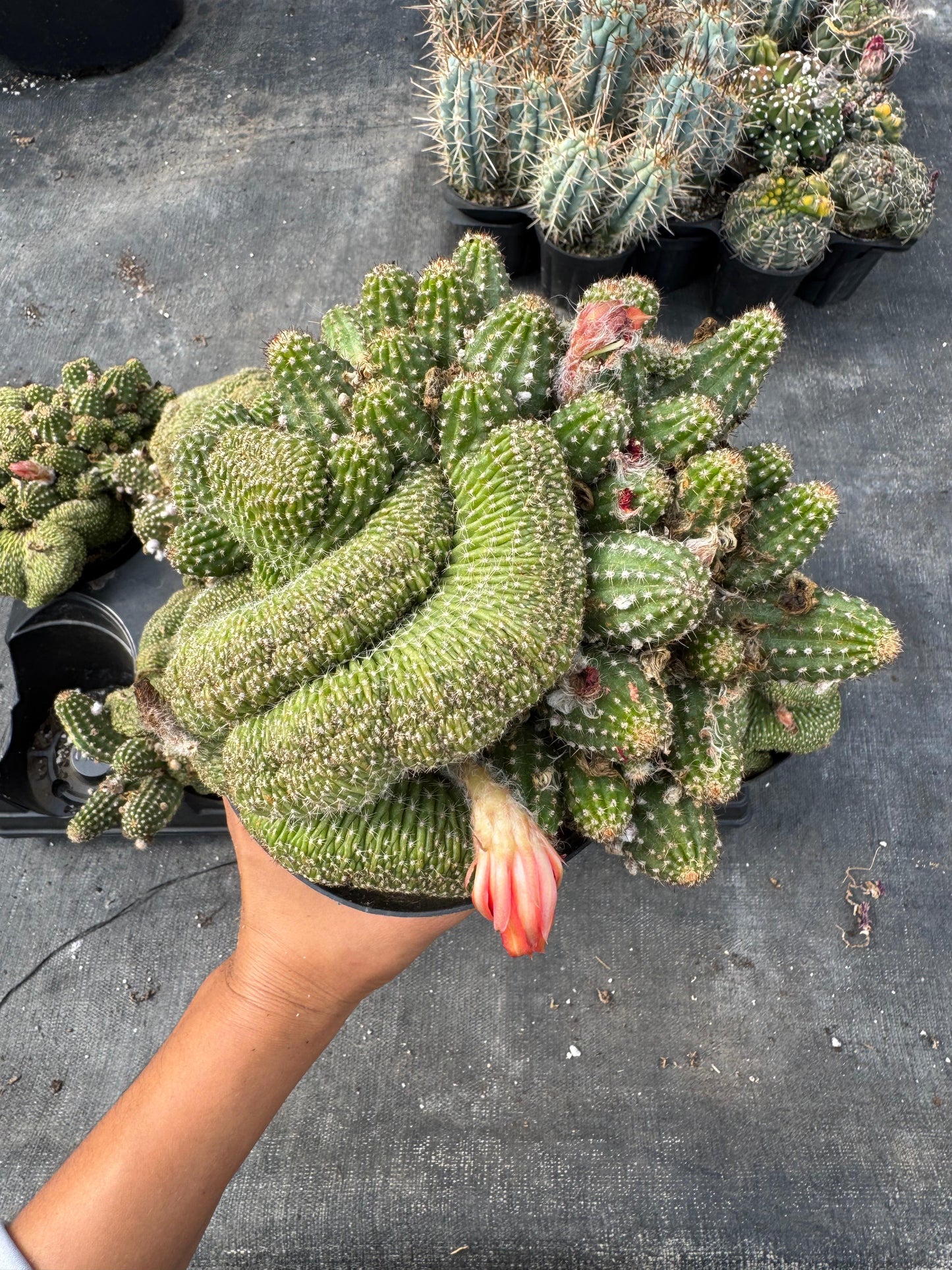 Echinopsis rose quartz crestada